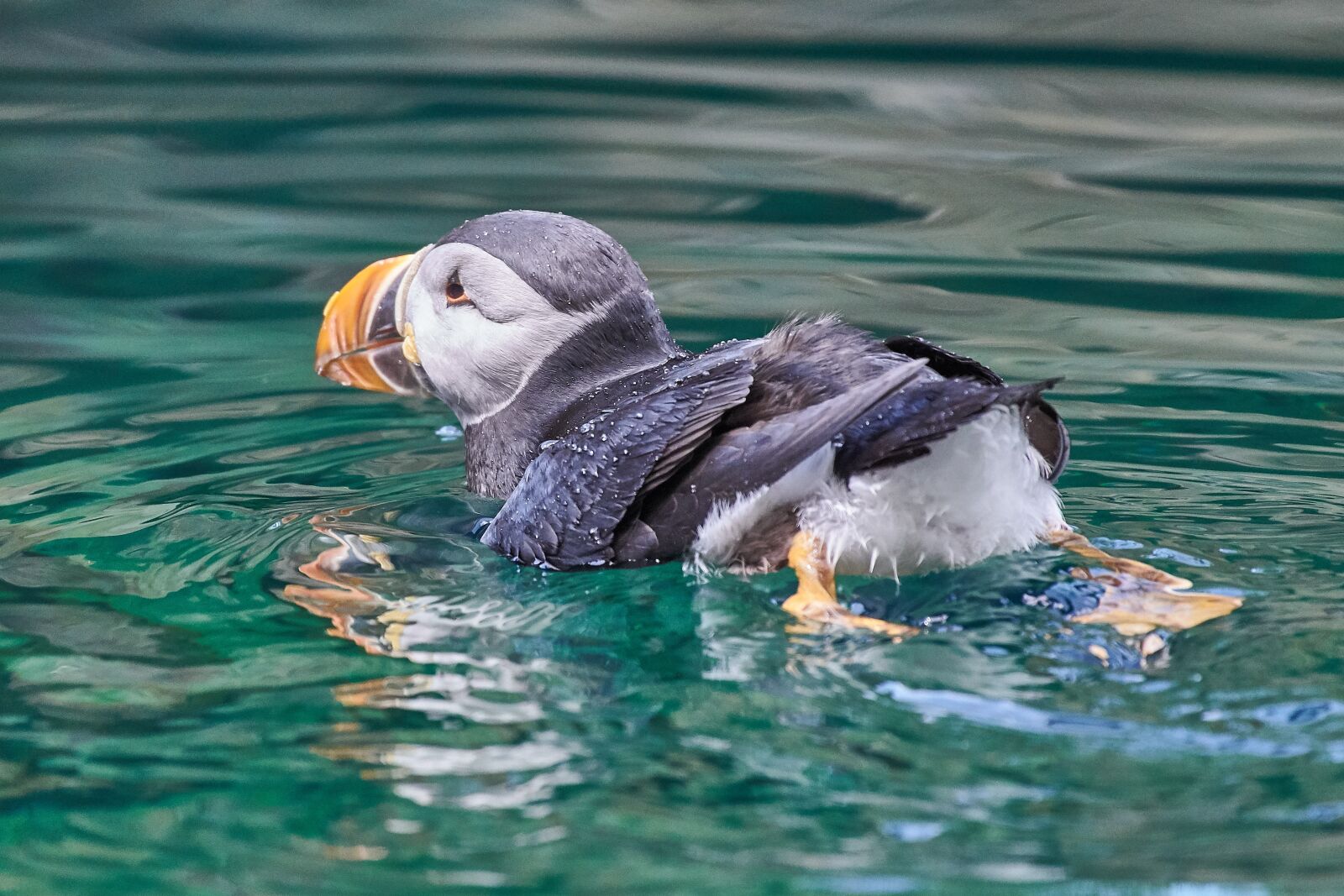 Nikon AF-S Nikkor 200-500mm F5.6E ED VR sample photo. Iceland, puffin, water photography