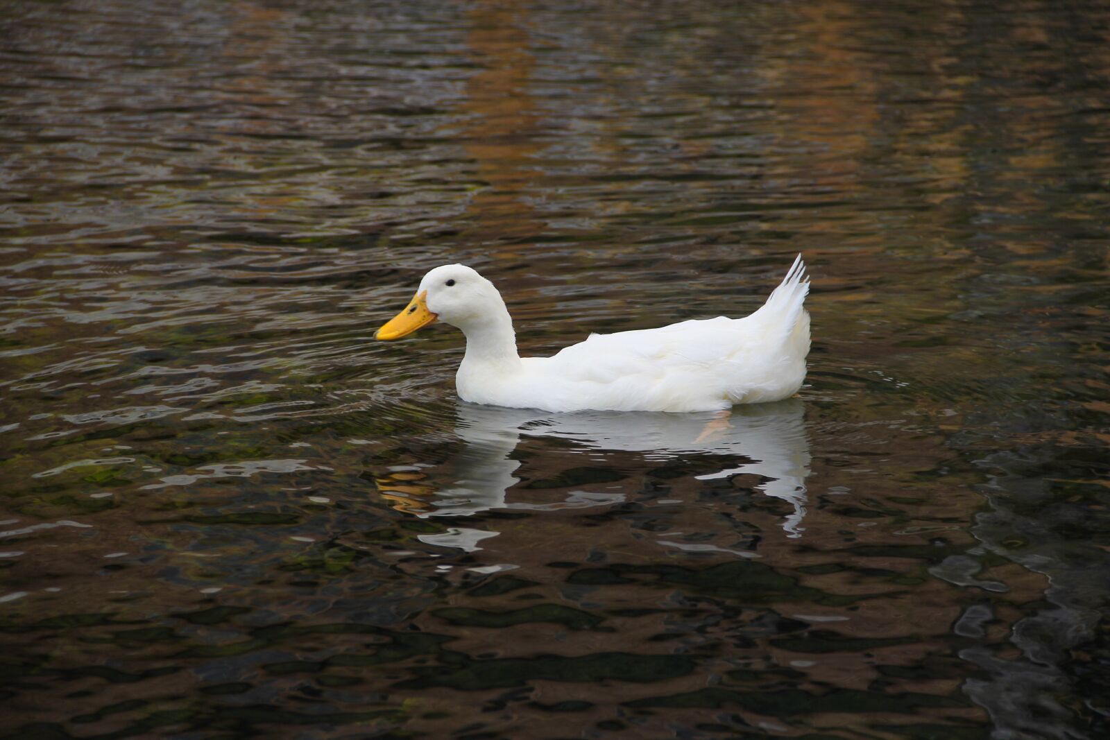 Canon EOS 60D sample photo. Duck, water, nature photography