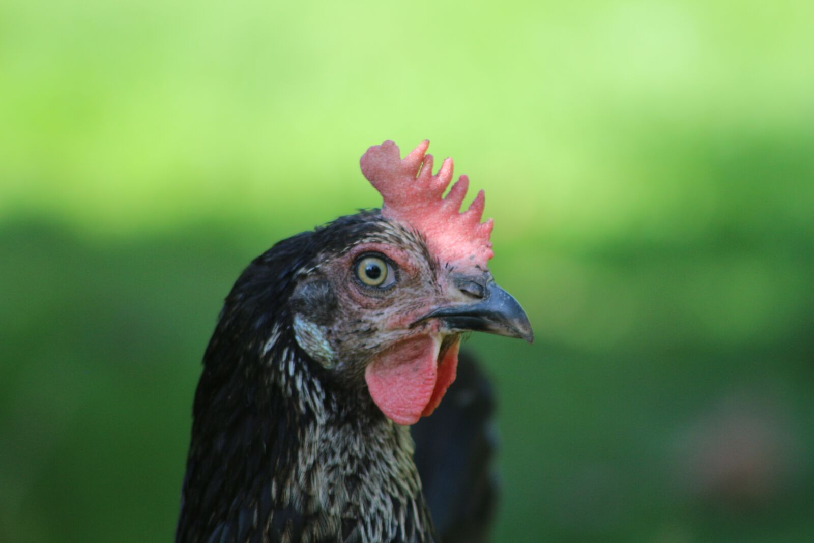 Canon EF75-300mm f/4-5.6 sample photo. Chicken, feather, bird photography