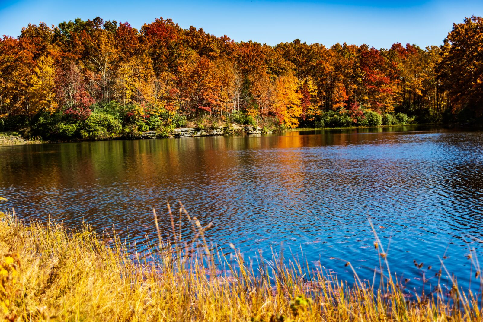 Nikon D800 sample photo. Water, trees, nature photography