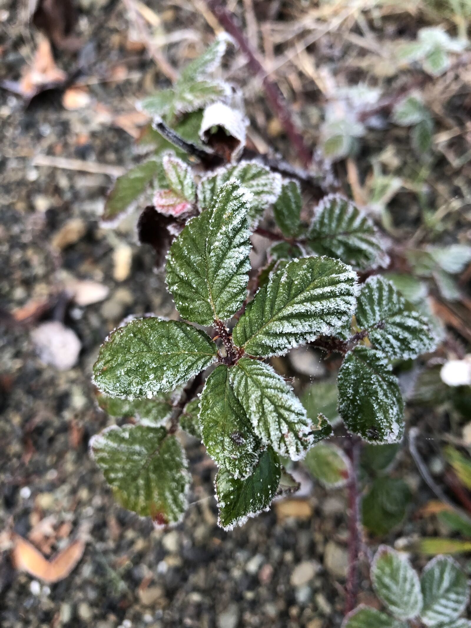 iPhone 8 Plus back dual camera 3.99mm f/1.8 sample photo. Plant, frost, ice photography