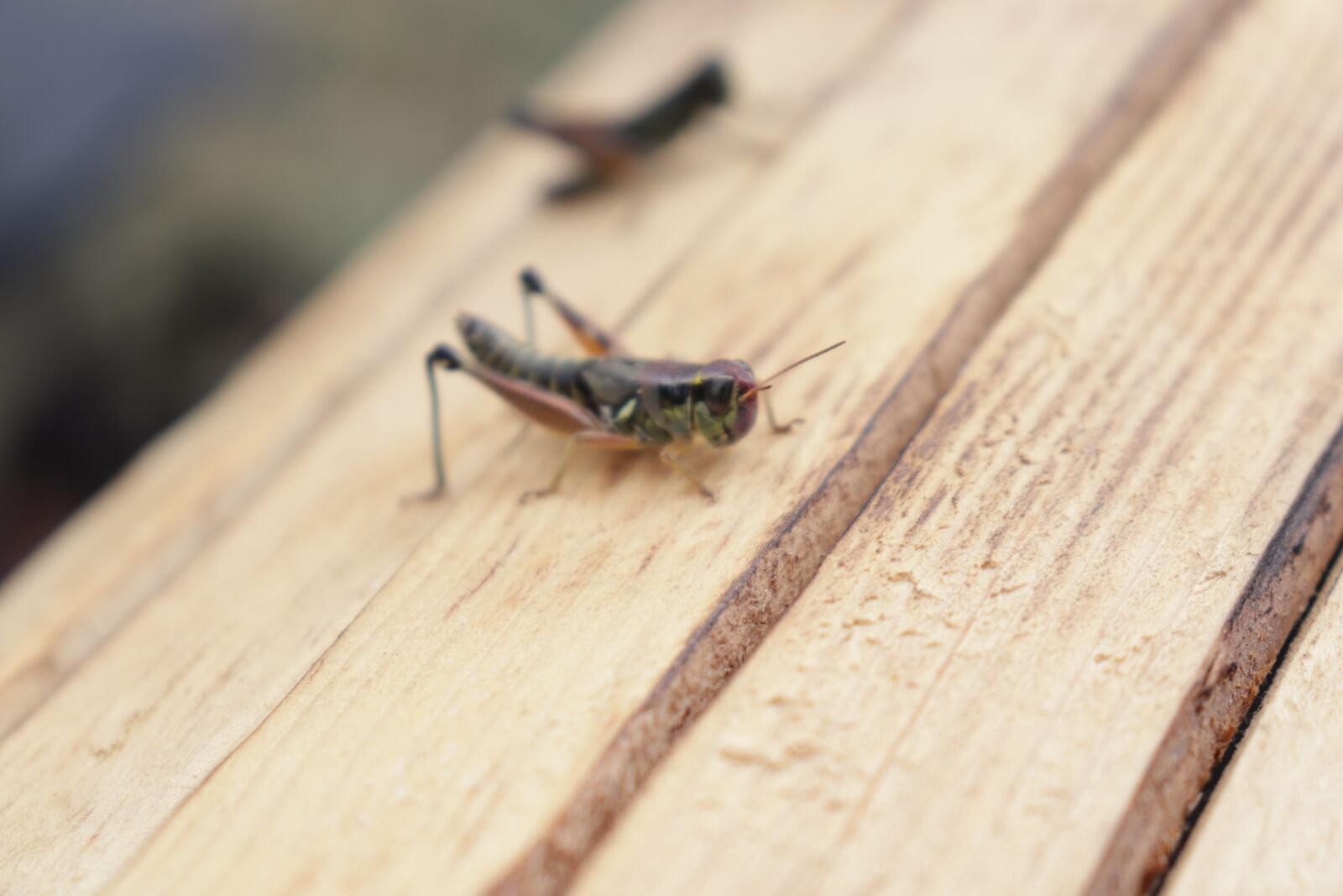 Canon EOS 200D (EOS Rebel SL2 / EOS Kiss X9) sample photo. Grasshopper, chapulines, insects photography