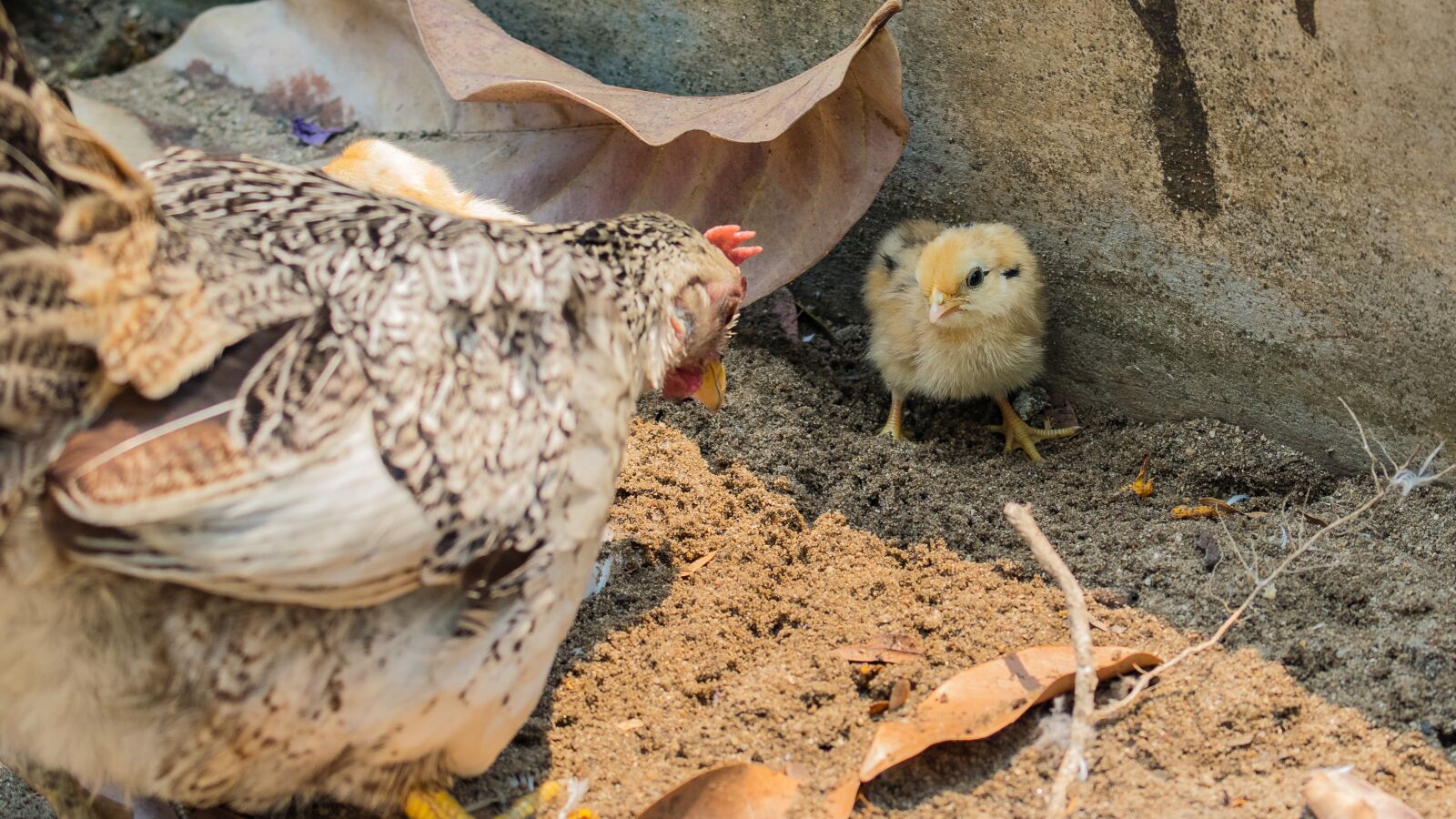 Nikon D5300 sample photo. Chicken, hens, chicks photography