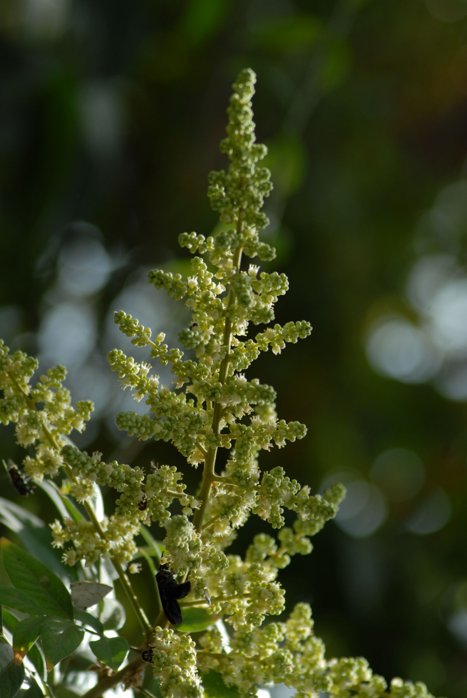 Nikon D200 sample photo. Flower, tree, nature photography
