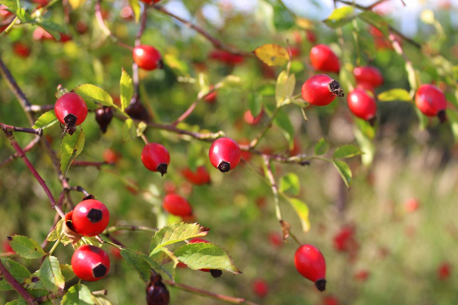 Canon EOS 1200D (EOS Rebel T5 / EOS Kiss X70 / EOS Hi) sample photo. Bush, wild rose, fruit photography