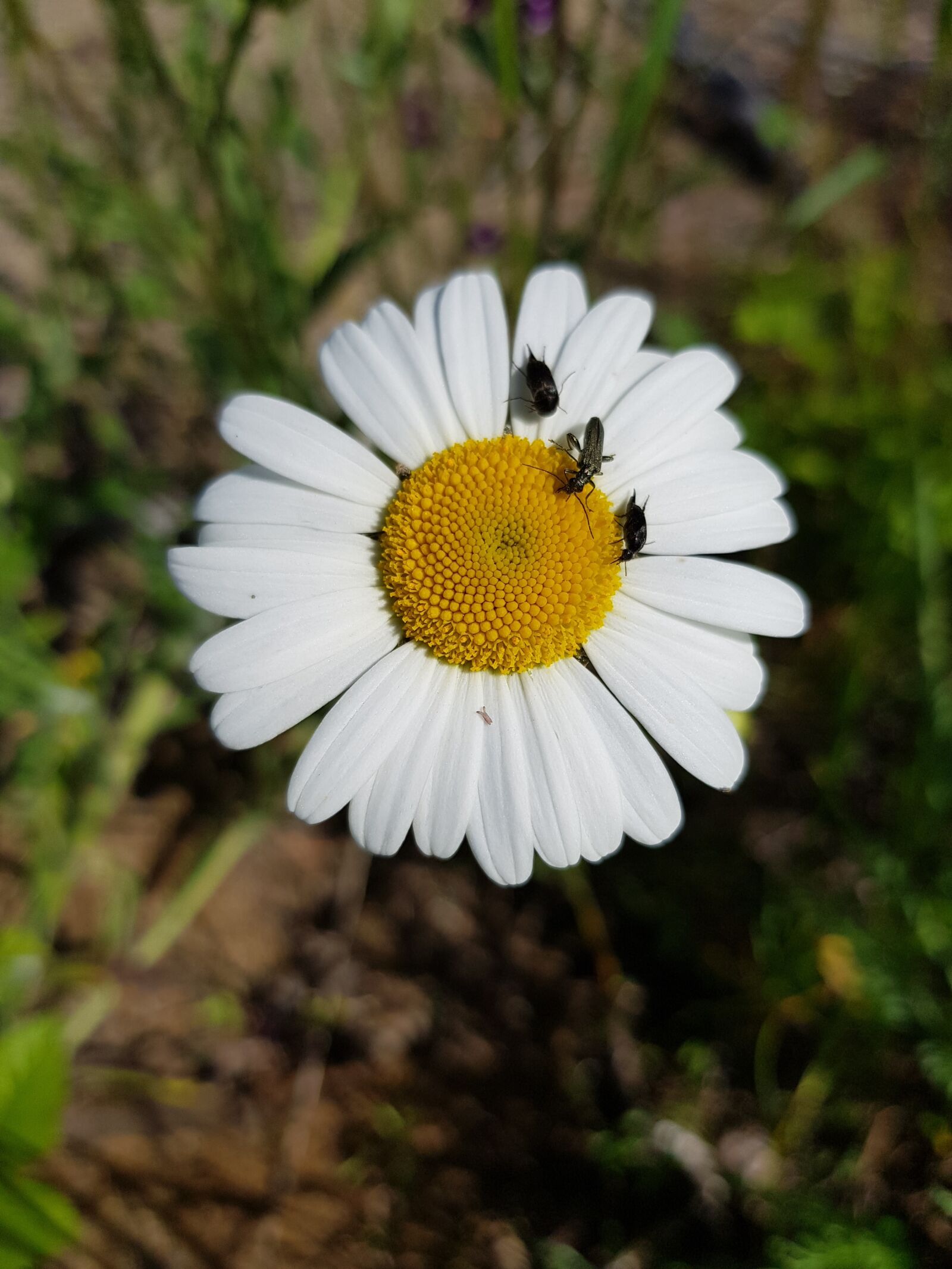 Samsung Galaxy S8 sample photo. Flower, flowers, beetles photography