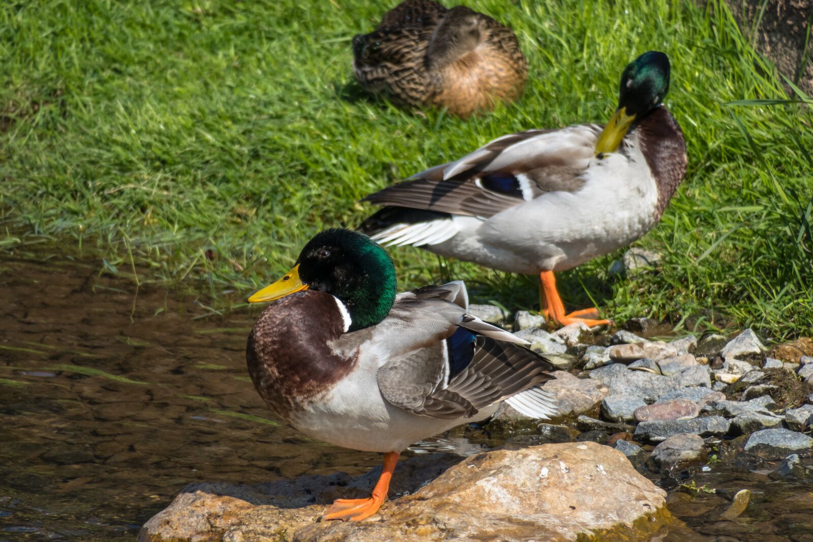 Canon PowerShot G3 X sample photo. Ducks, stand, watch photography