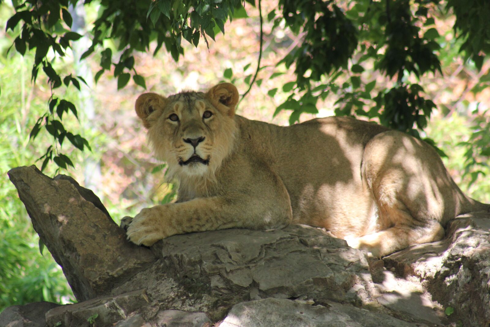 Canon EOS 550D (EOS Rebel T2i / EOS Kiss X4) sample photo. Lion, animal world, big photography