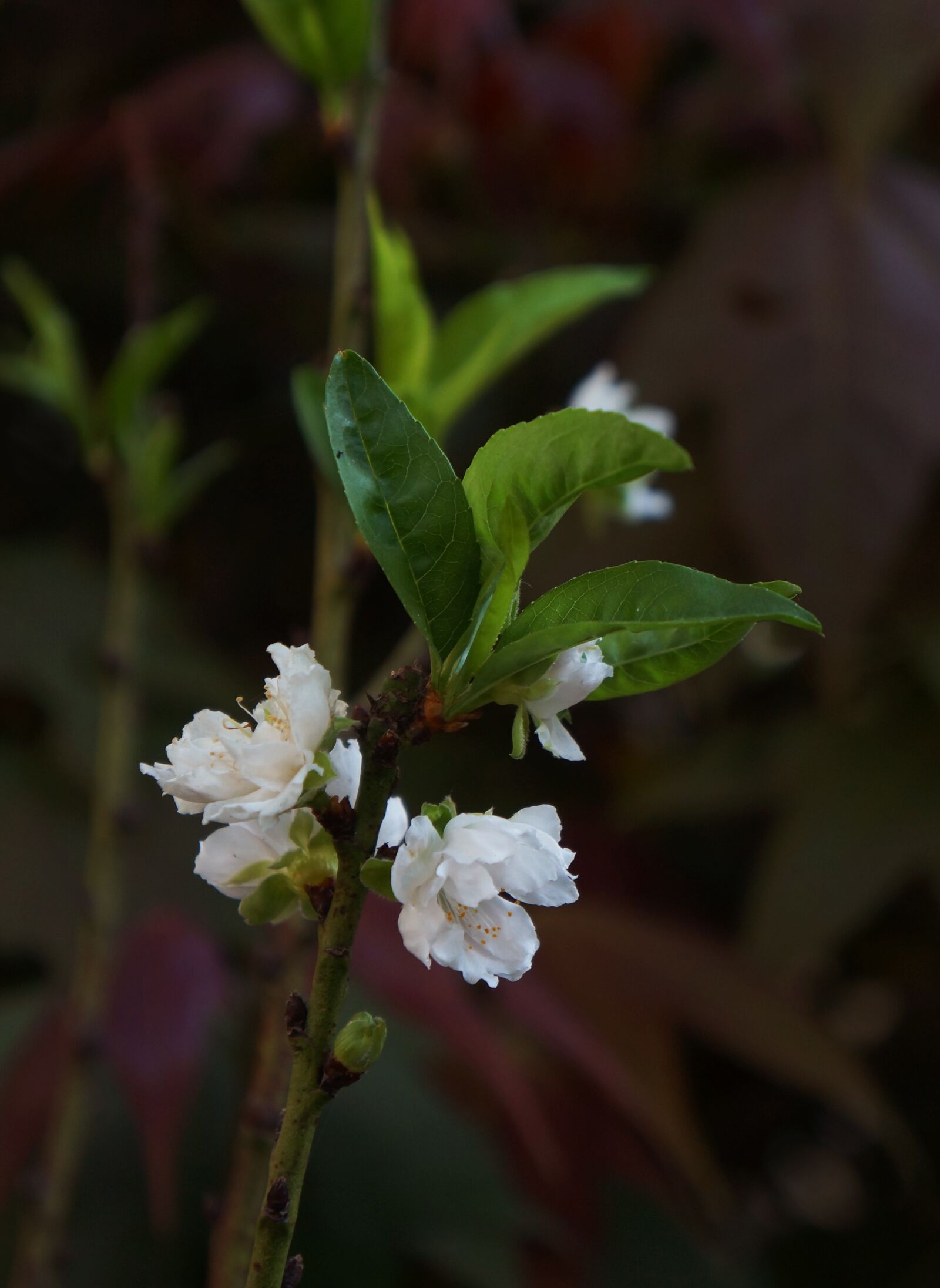 Sony Alpha NEX-F3 + Sony E 18-55mm F3.5-5.6 OSS sample photo. Peach blossom white, spring photography