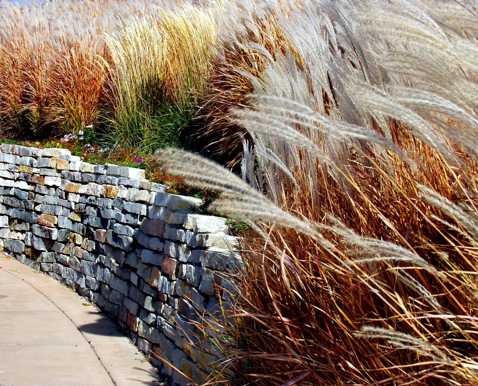 Olympus E-20,E-20N,E-20P sample photo. Stone wall, tall grass photography