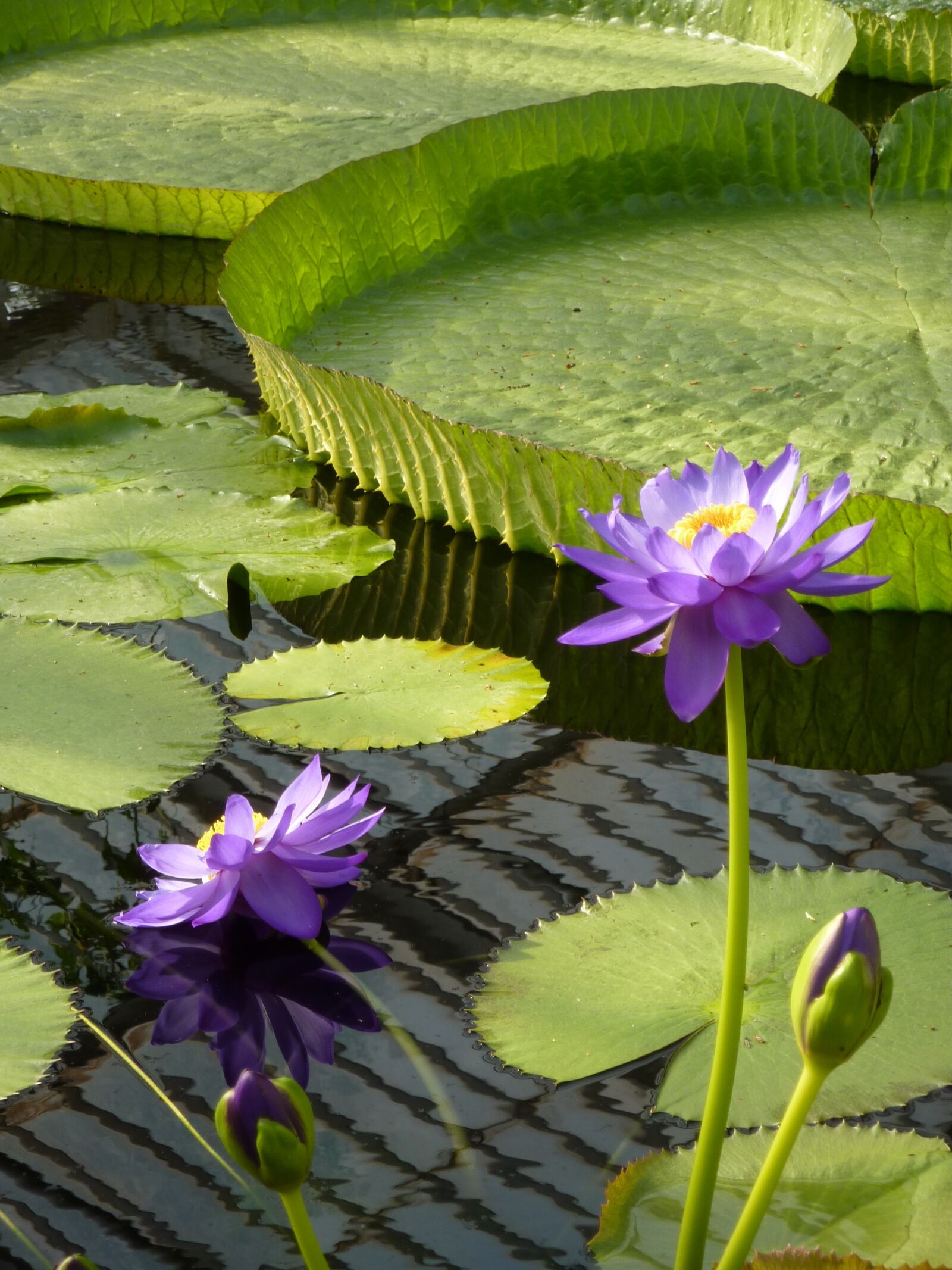 Panasonic Lumix DMC-ZS1 (Lumix DMC-TZ6) sample photo. Water-lily, waterlily, water lily photography