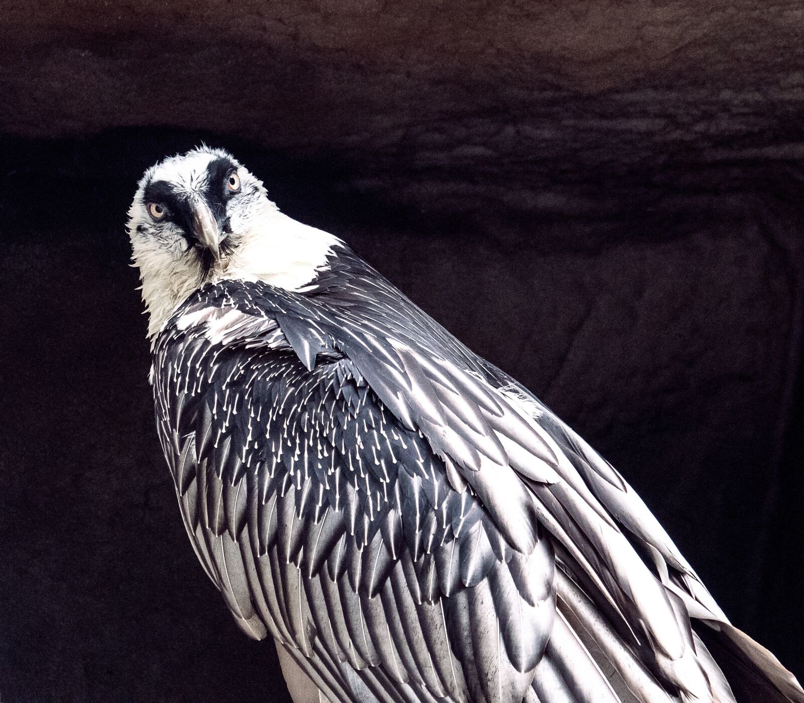 Canon EF-S 55-250mm F4-5.6 IS STM sample photo. Bearded vulture, vulture, bird photography