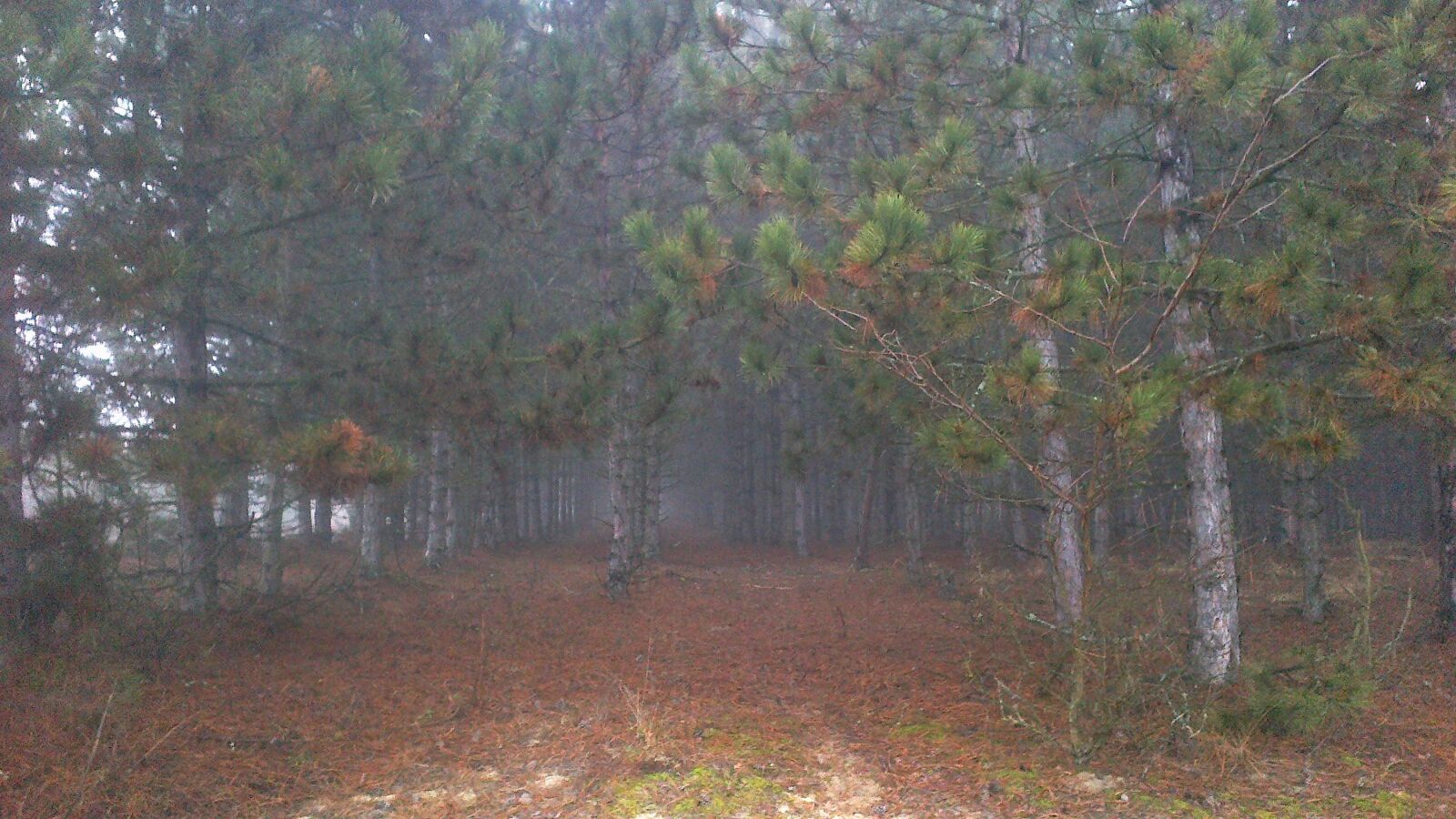 Nokia 500 sample photo. Pine, pine forest, forest photography