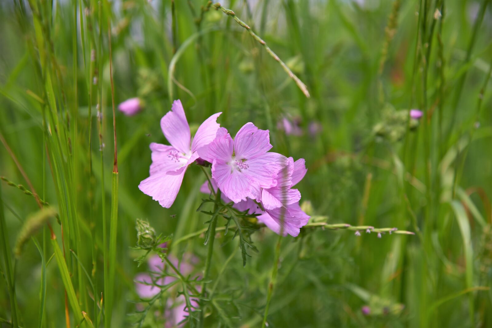 Nikon D750 sample photo. Mallow, meadow, pointed flower photography