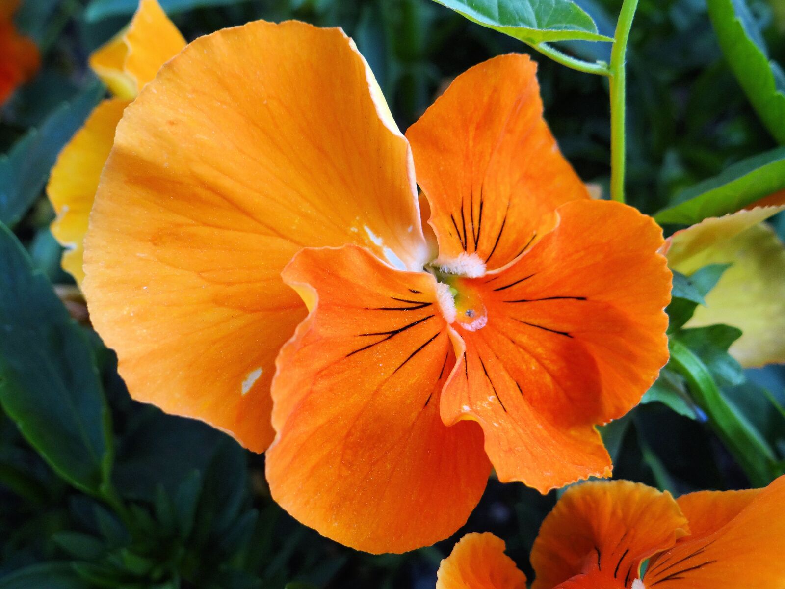 Sony DSC-HX200V sample photo. Flower, orange, plant photography