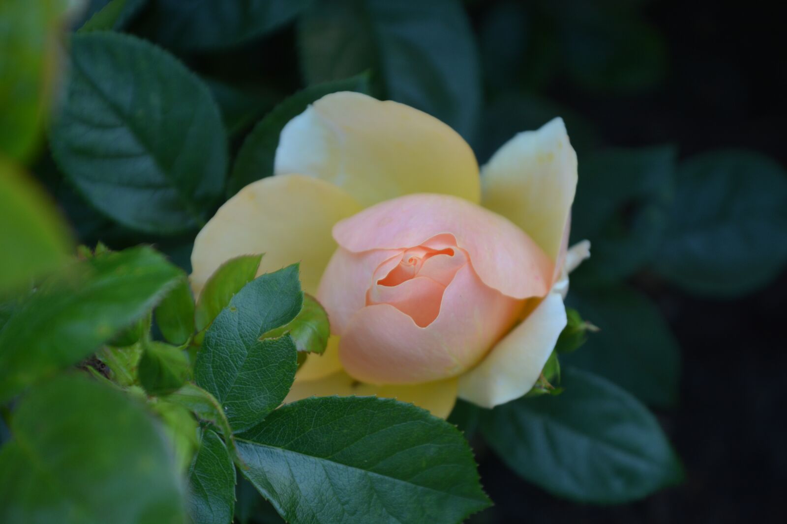 Nikon D7100 sample photo. Nature, flower, rose photography