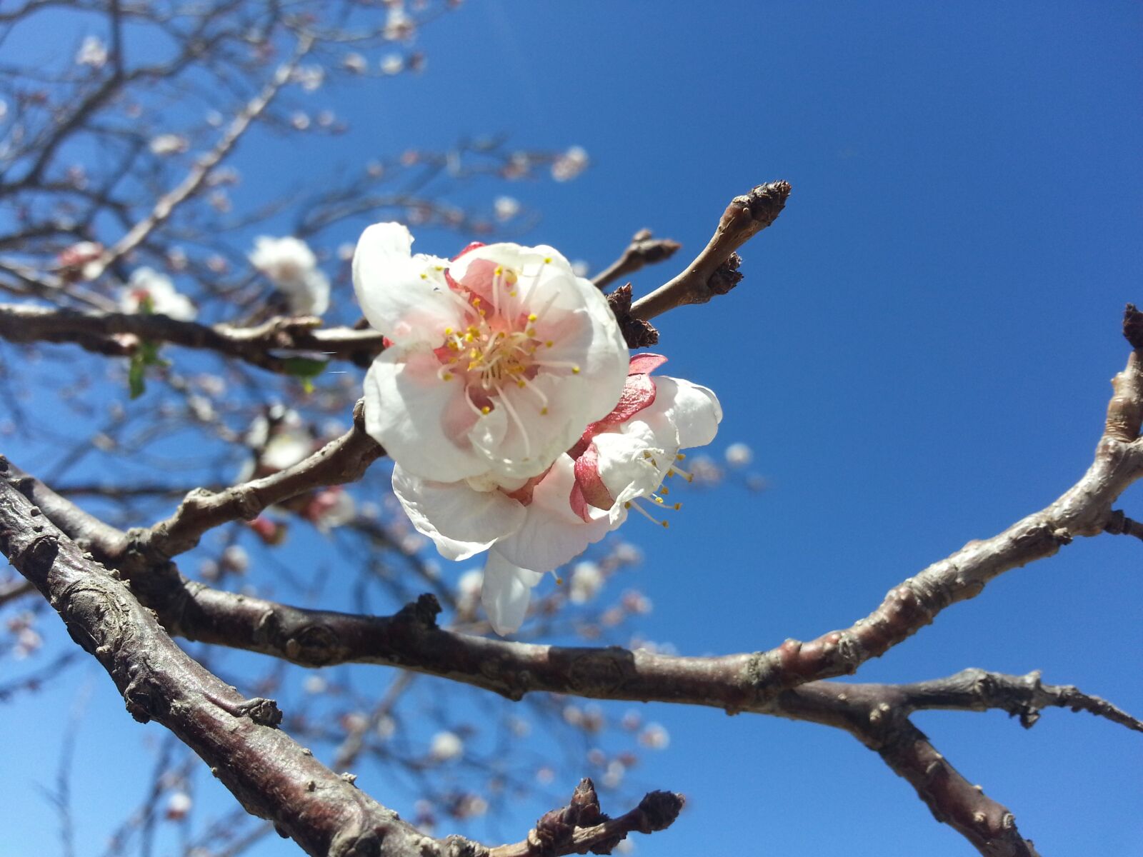 Samsung Galaxy S3 sample photo. Blossoms, blossom, tree photography