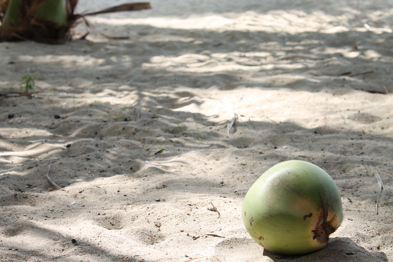 Canon EOS 1100D (EOS Rebel T3 / EOS Kiss X50) sample photo. Beach, coconut, sand photography