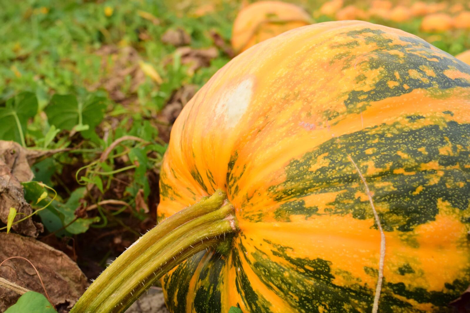 Nikon D3300 sample photo. Food, sky, pumpkin, plant photography