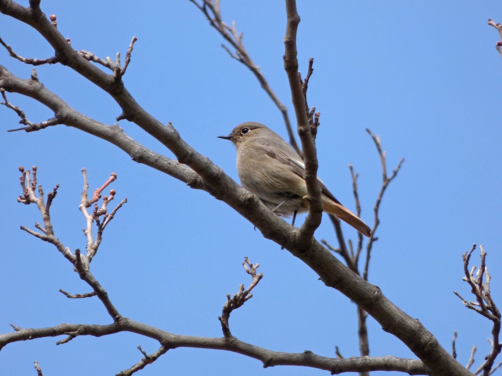 Panasonic Lumix DMC-FZ70 sample photo. Black redstart, smoked, bird photography