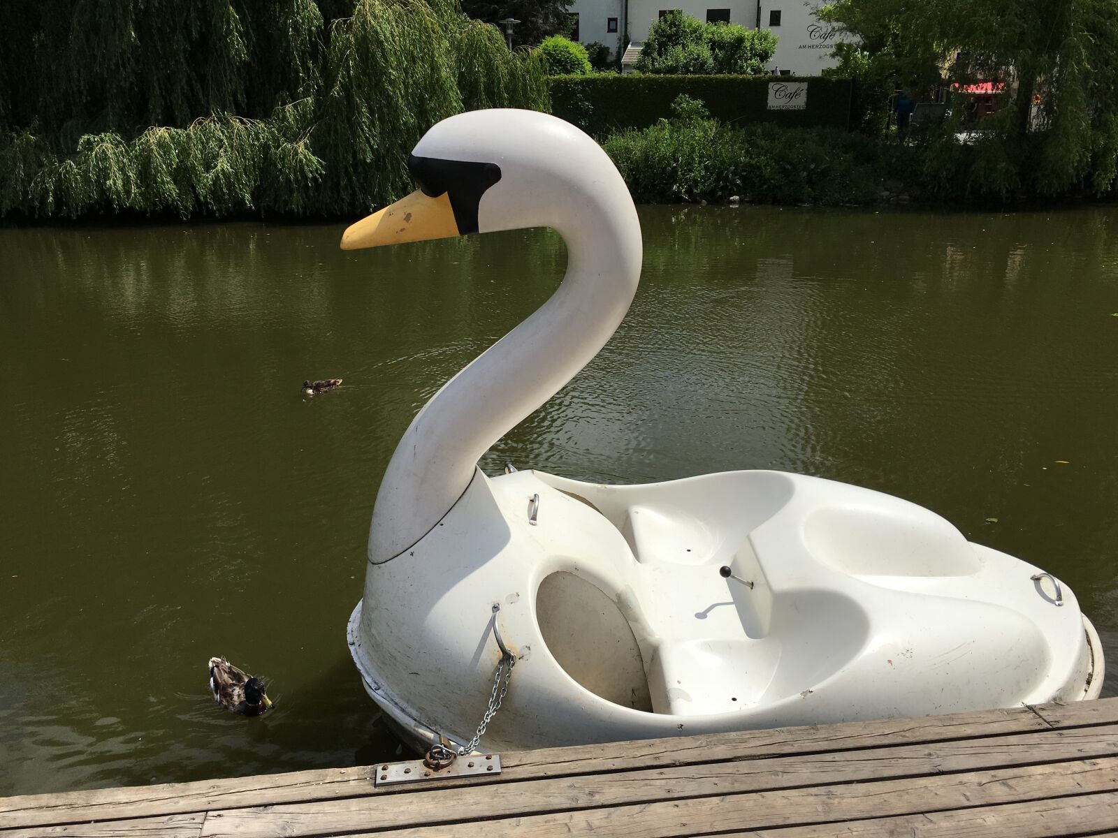 Apple iPhone 6s sample photo. Swan, boat, rowing boat photography