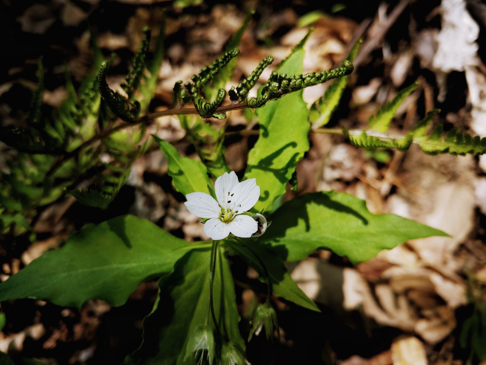 LG G7 THINQ sample photo. Individual flower, plants, nature photography