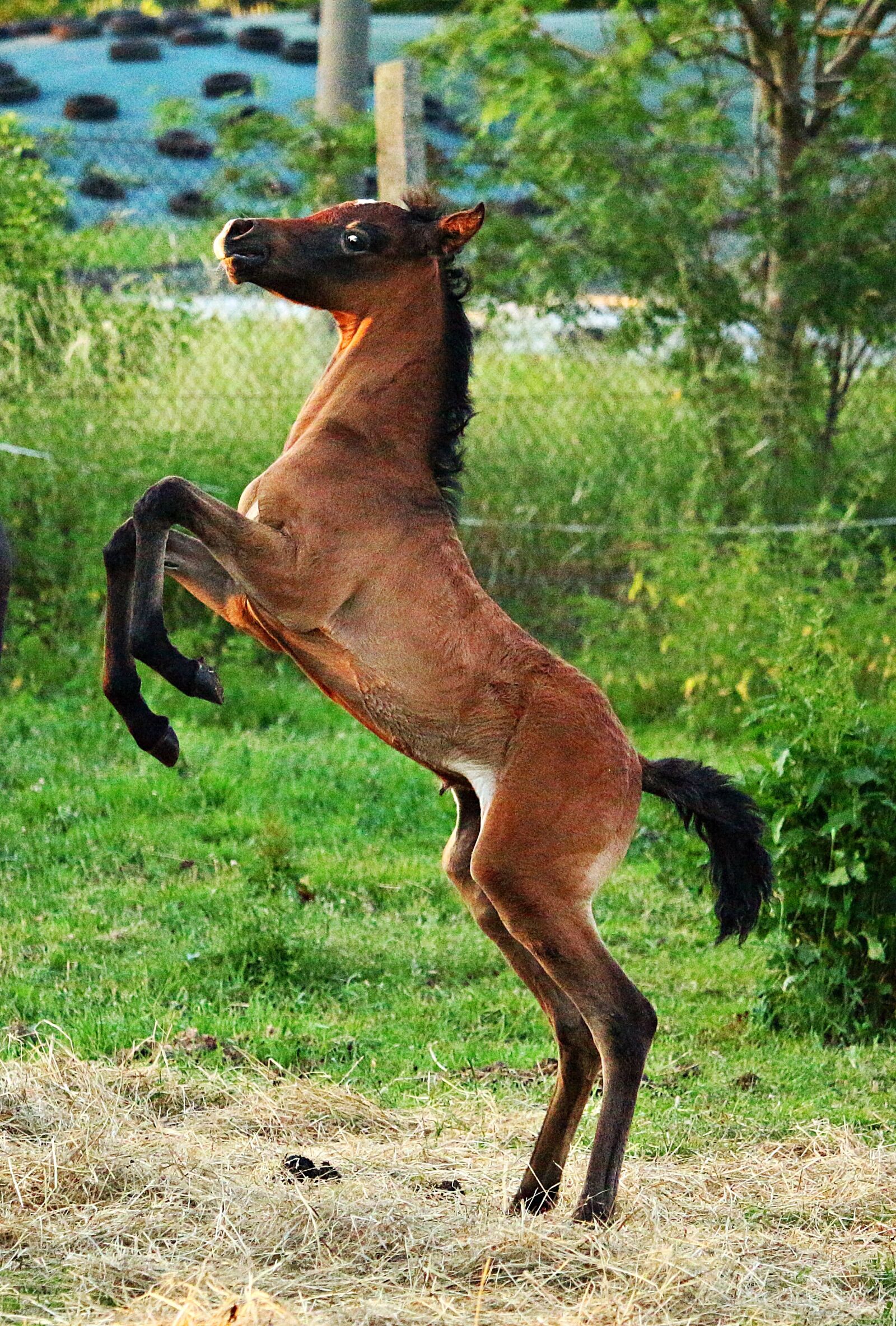 Canon EOS 100D (EOS Rebel SL1 / EOS Kiss X7) sample photo. Horse, foal, thoroughbred arabian photography