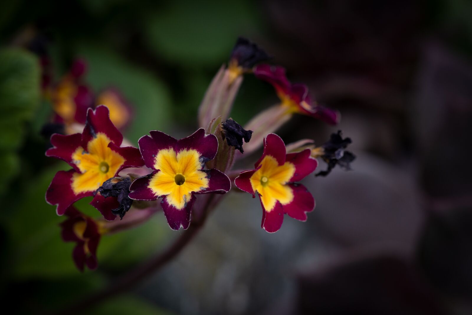 Nikon D750 sample photo. Flowers, flower, nature photography