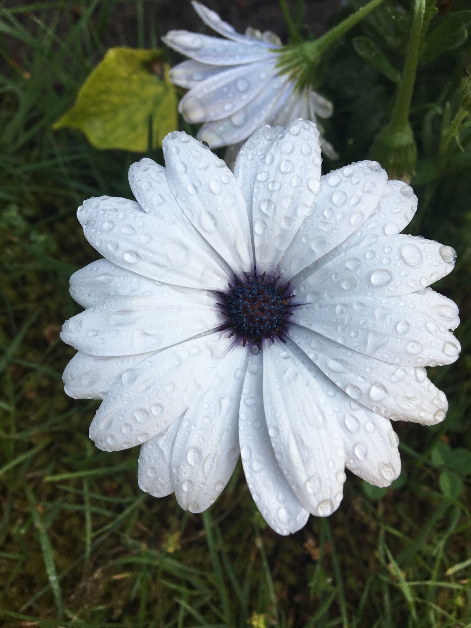 Apple iPhone 6s sample photo. White, purple, petals photography