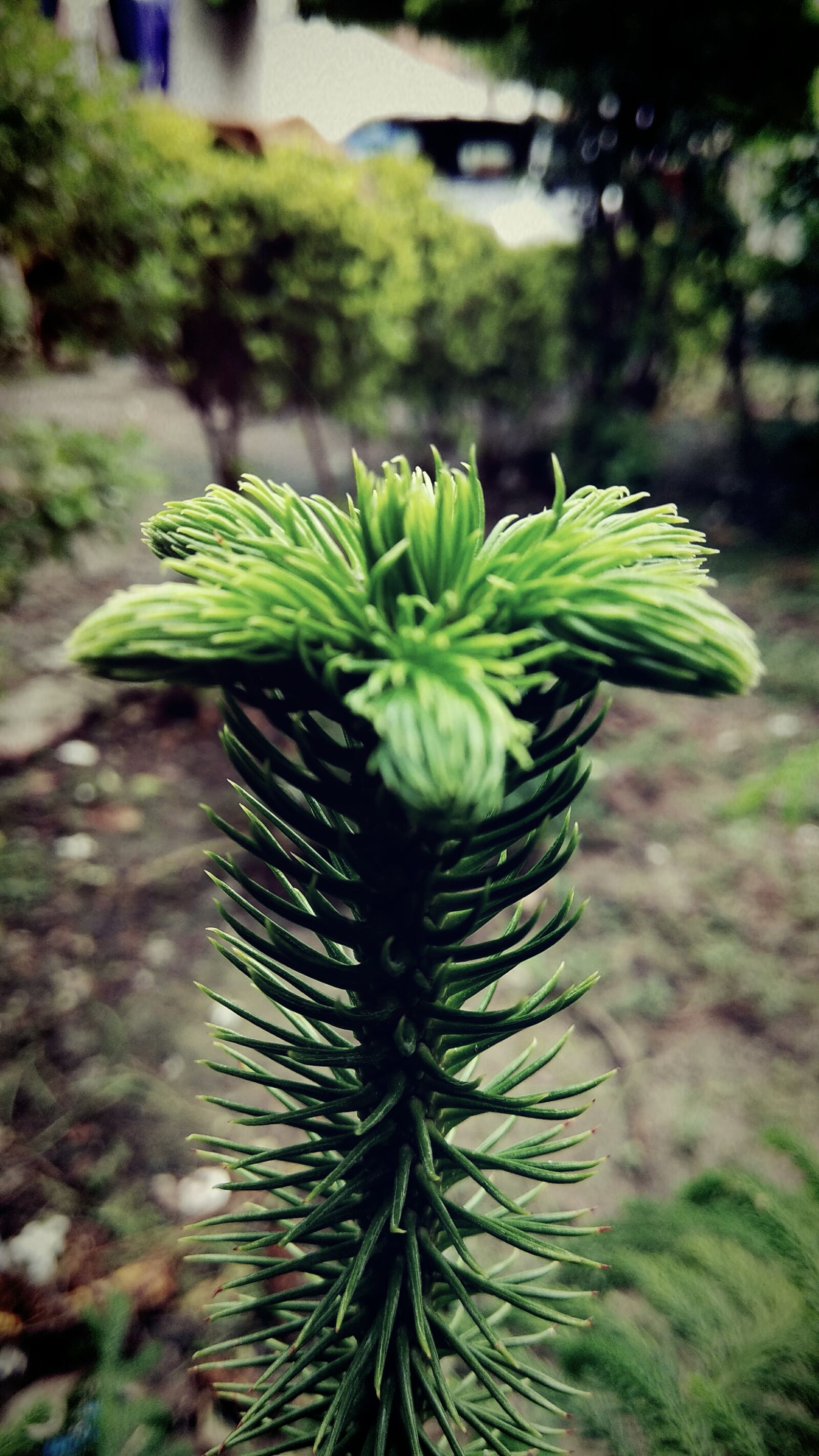Xiaomi Redmi Note 4 sample photo. Cactus, plant photography