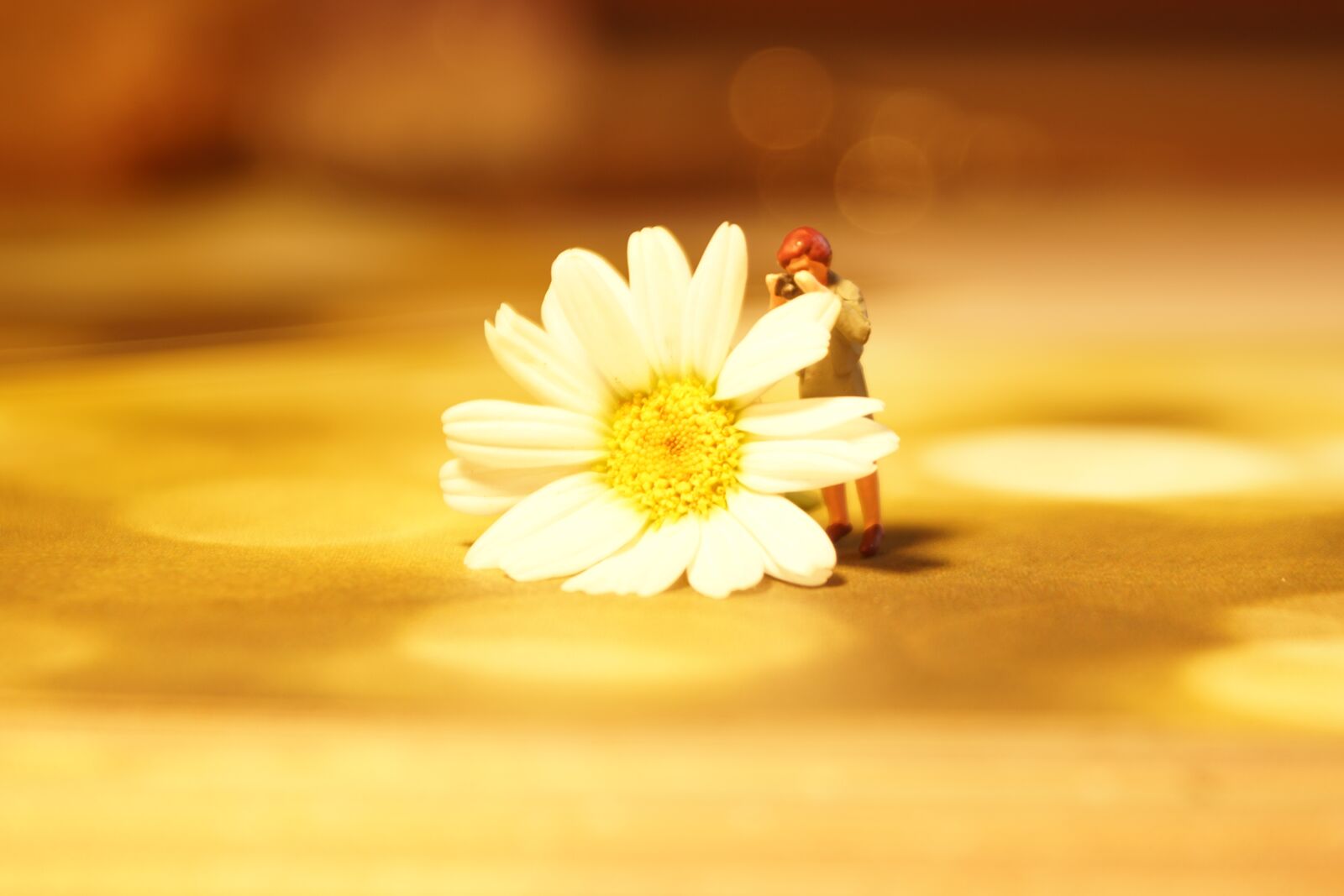 Sony SLT-A68 sample photo. Daisy, h0figur, blossom photography