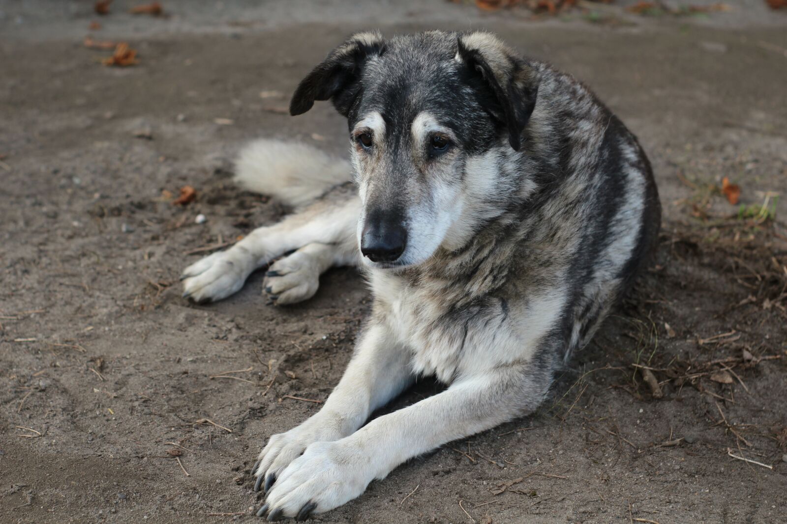 Canon EOS 1200D (EOS Rebel T5 / EOS Kiss X70 / EOS Hi) sample photo. Dog, animal, hybrid photography