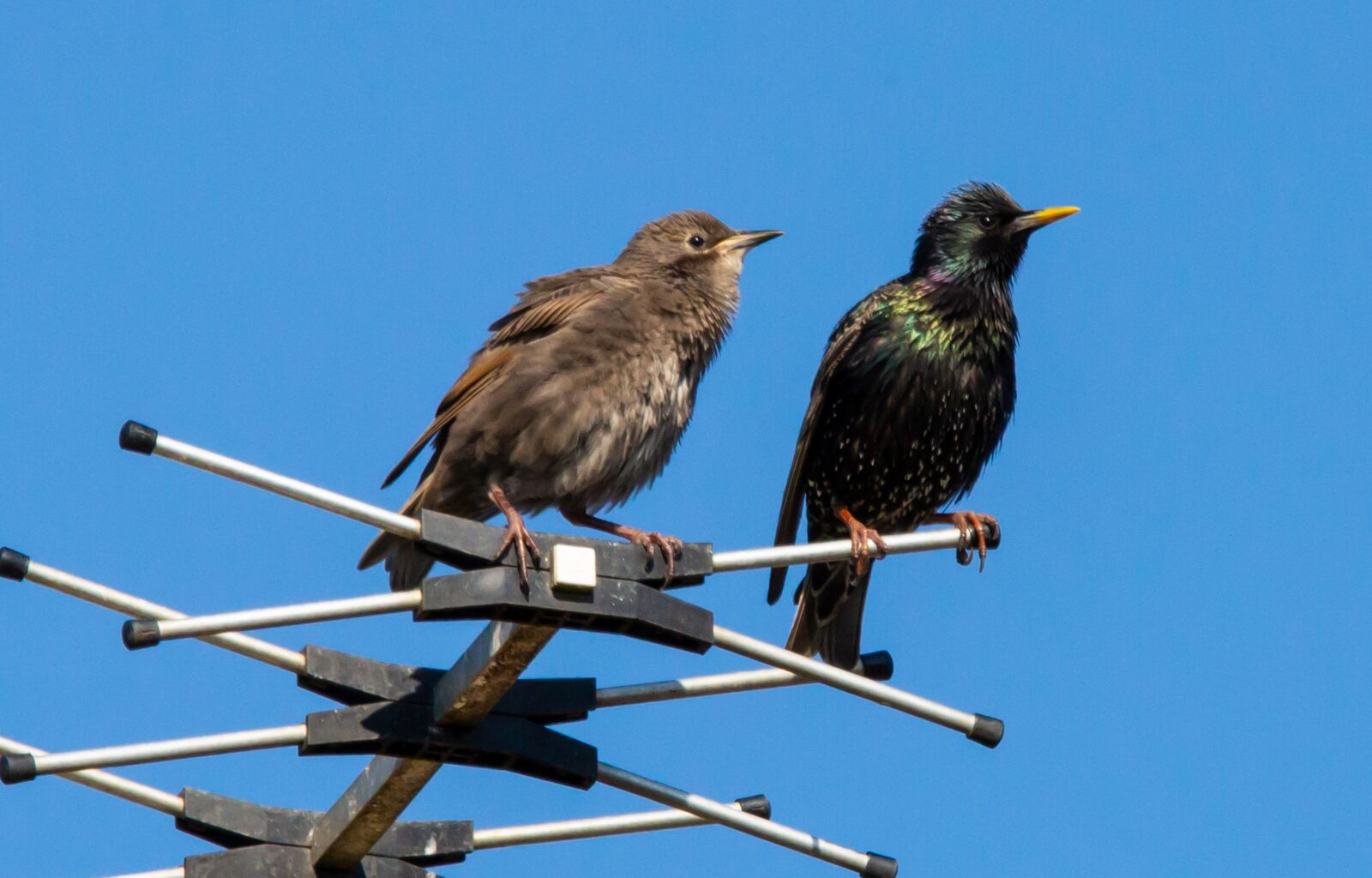 150-600mm F5-6.3 DG OS HSM | Contemporary 015 sample photo. Starlings on an aerial photography