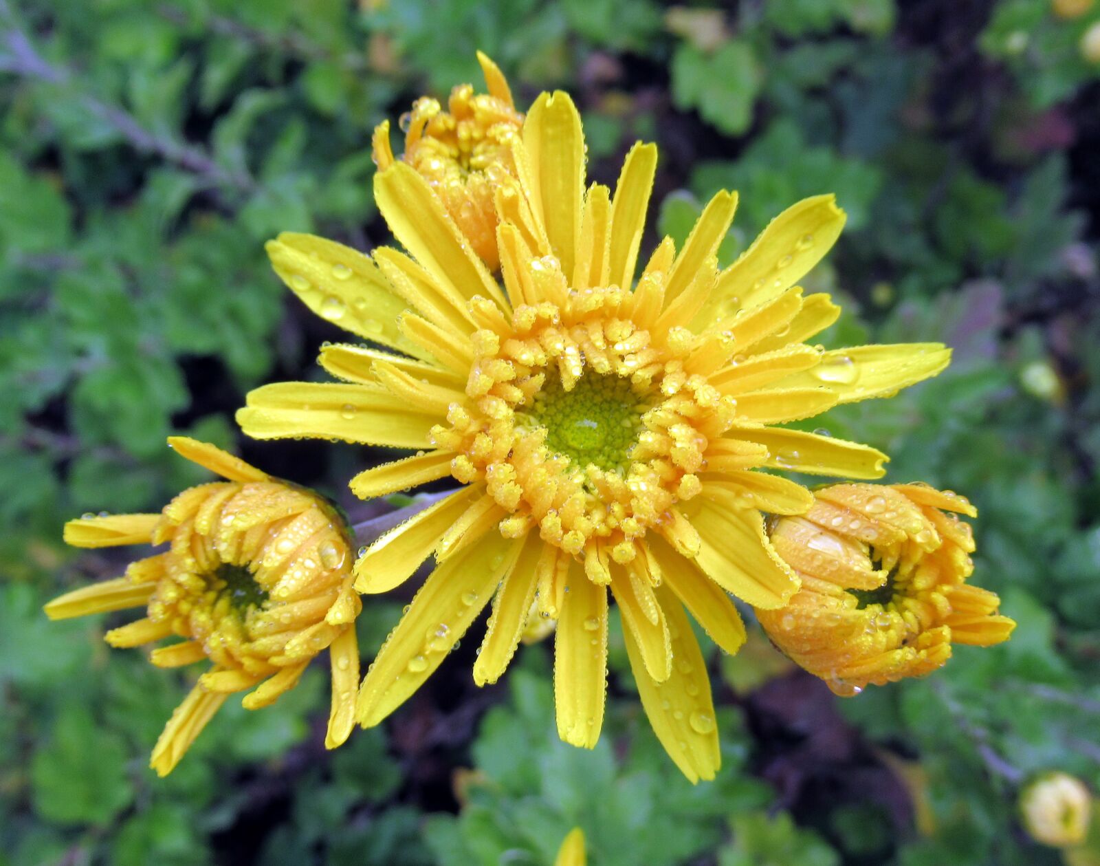 Canon PowerShot SX620 HS sample photo. Autumn, rain, chrysanthemum photography