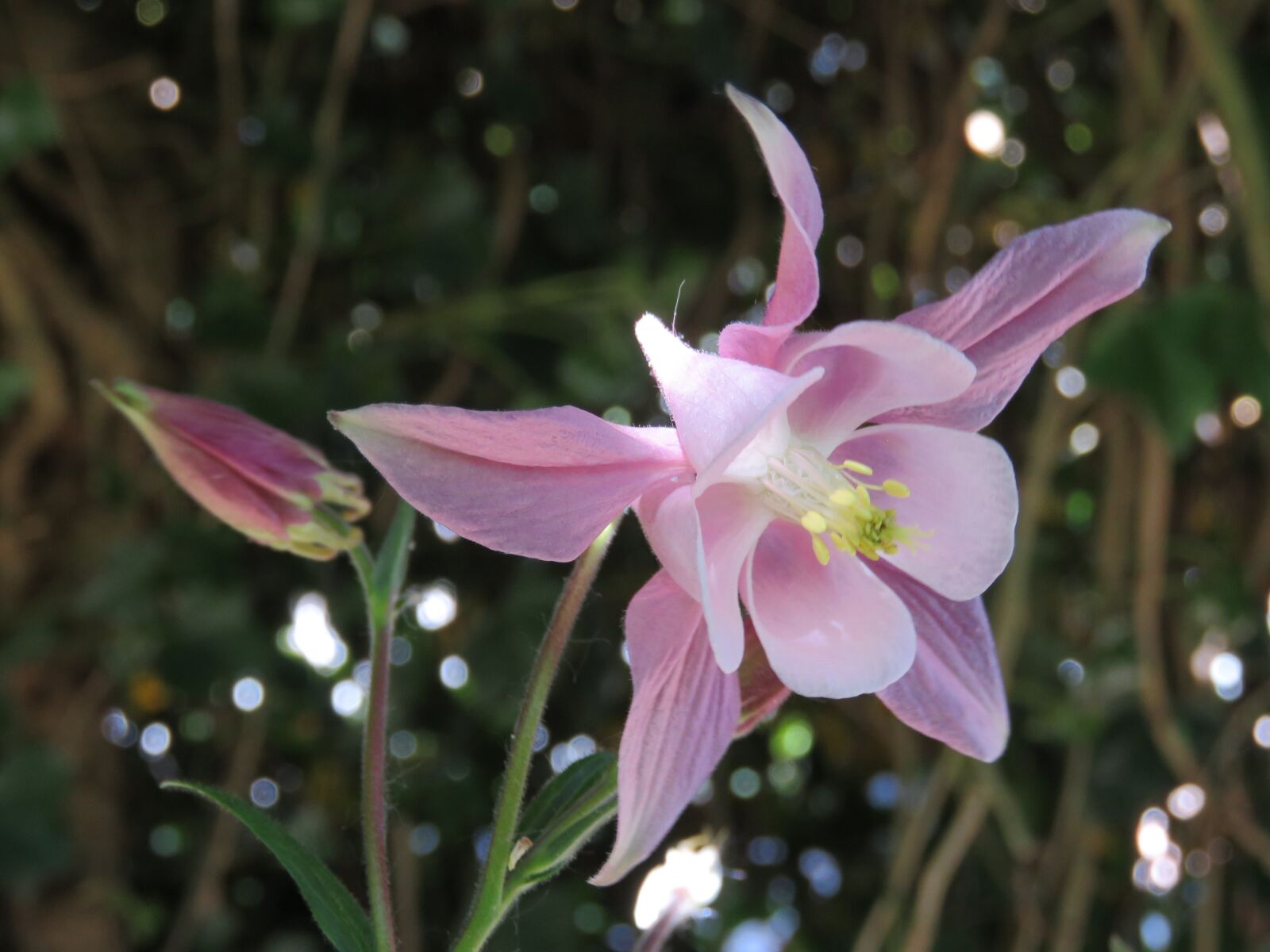 Canon PowerShot SX60 HS sample photo. Akelei, flower, pink photography