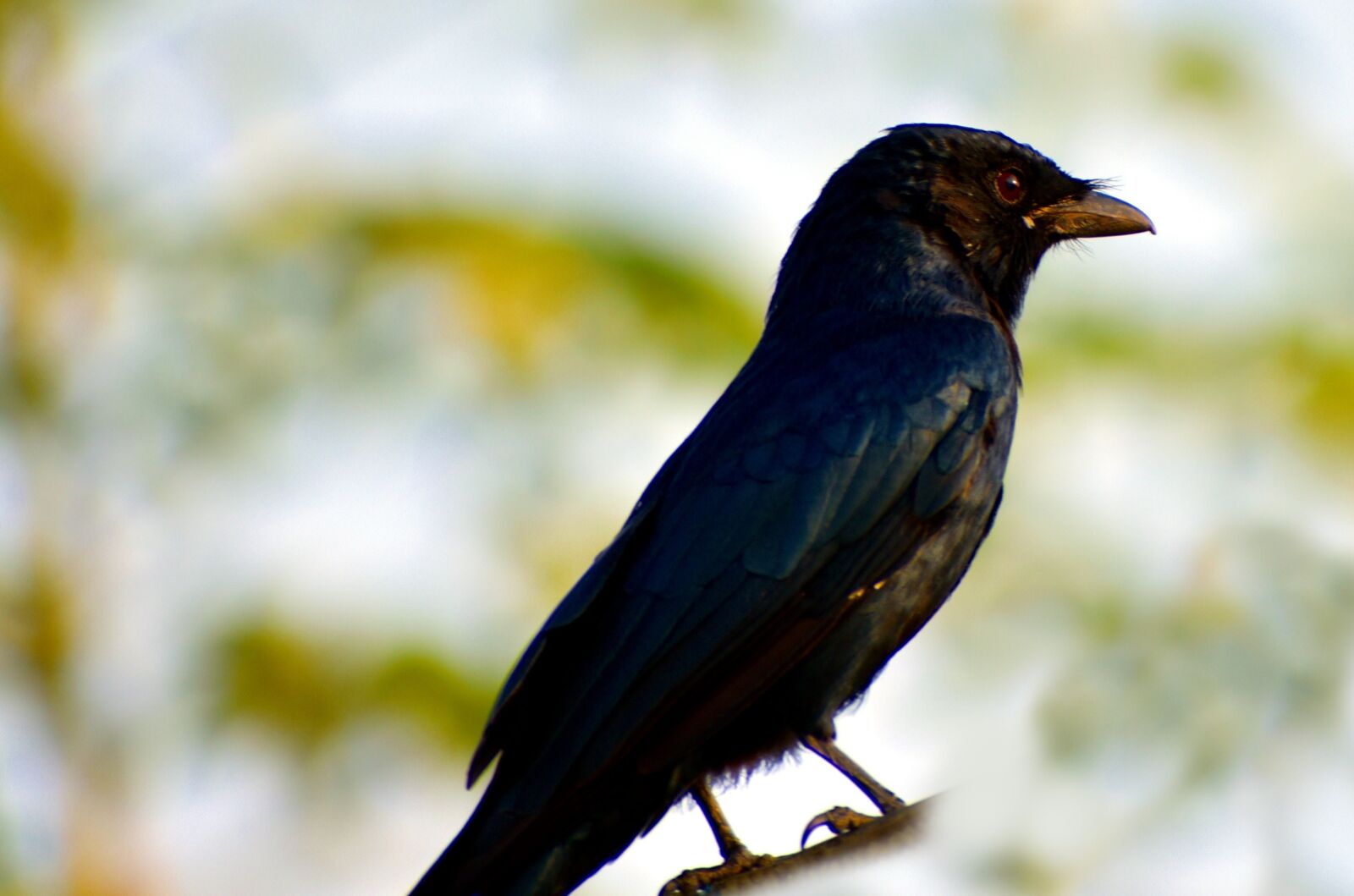Nikon D5600 sample photo. Black bird, small bird photography