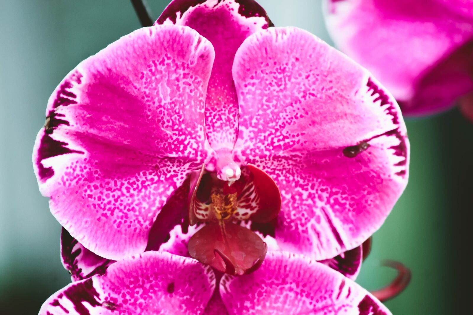 Nikon D5500 sample photo. Flowers, nature, park photography