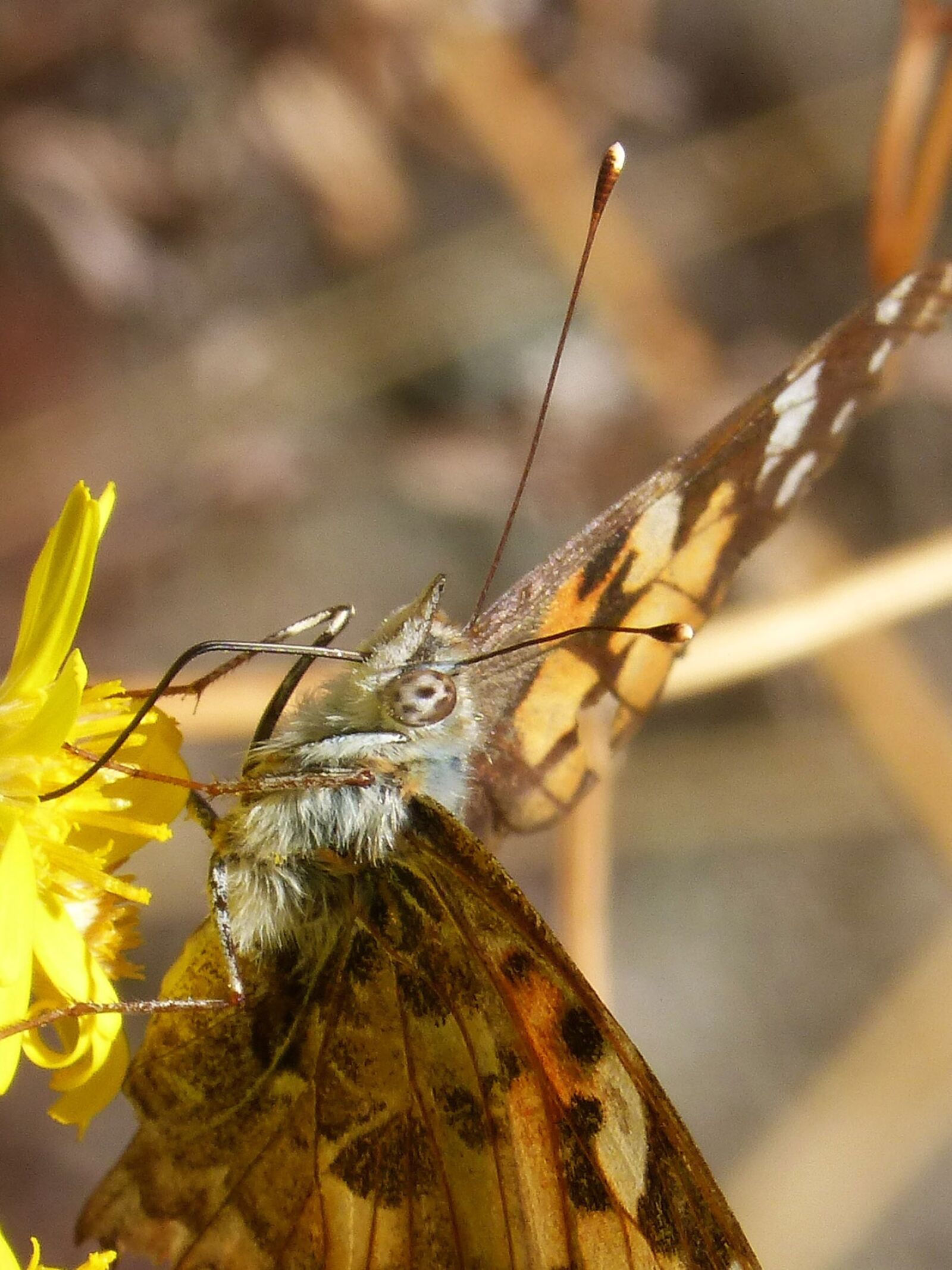 Panasonic DMC-FZ62 sample photo. Butterfly, vanesa, vanessa cardui photography