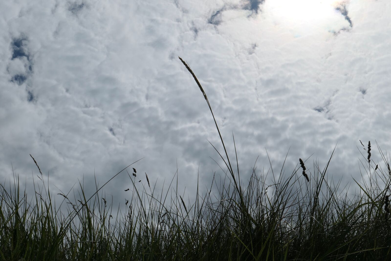 Panasonic Lumix DMC-LX10 (Lumix DMC-LX15) sample photo. Grass, dune, grasses photography