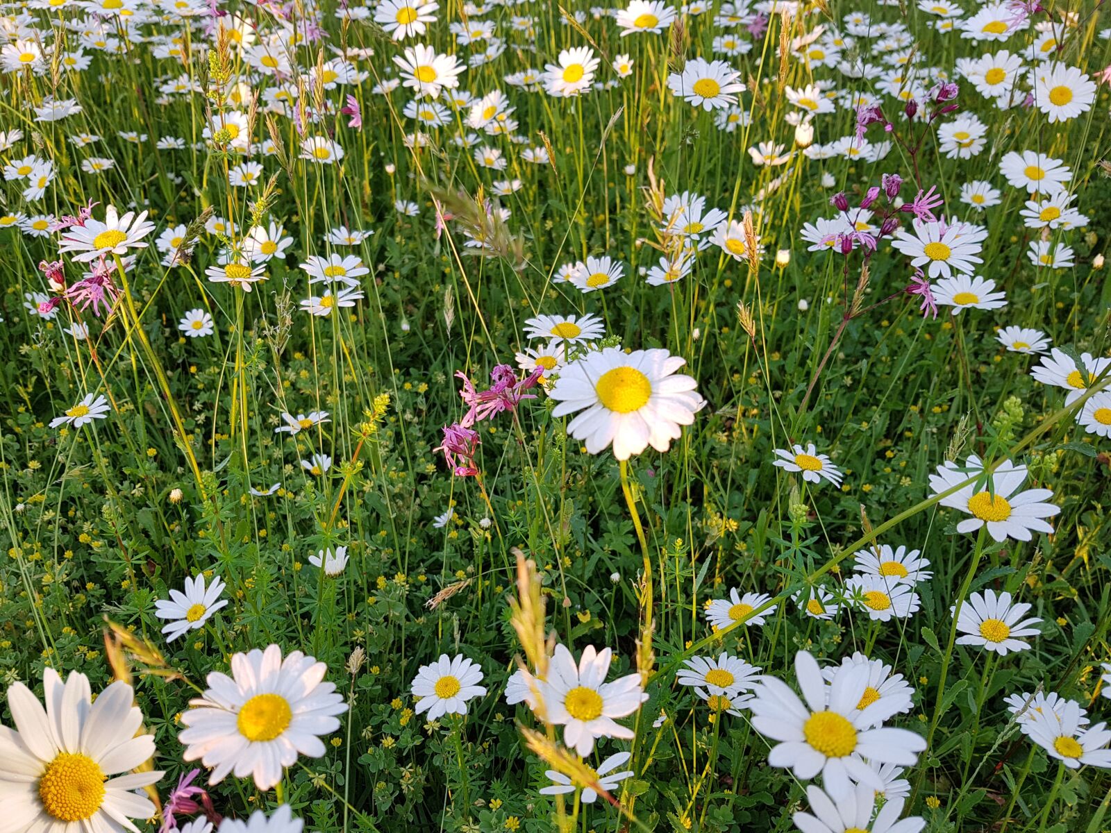 Samsung Galaxy S7 Edge sample photo. Meadow, flowers, nature photography