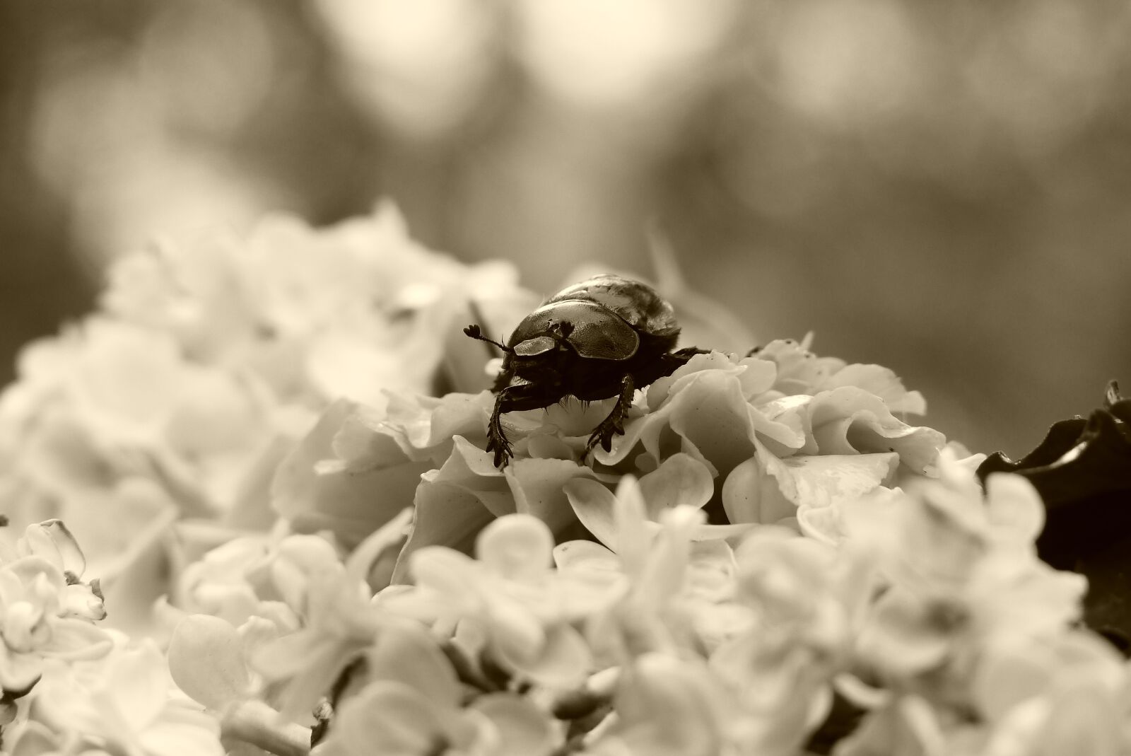 Panasonic Lumix DMC-FZ200 sample photo. Forest beetle, the beetle photography