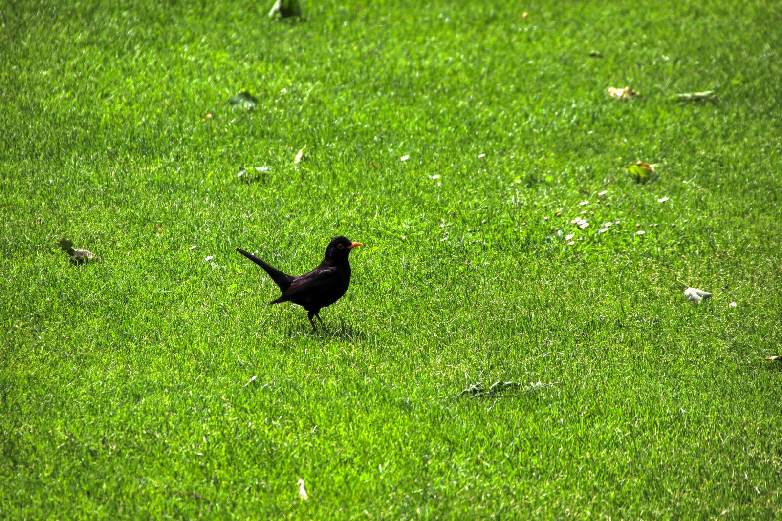 Canon EOS 80D sample photo. Blackbird, bird, nature photography