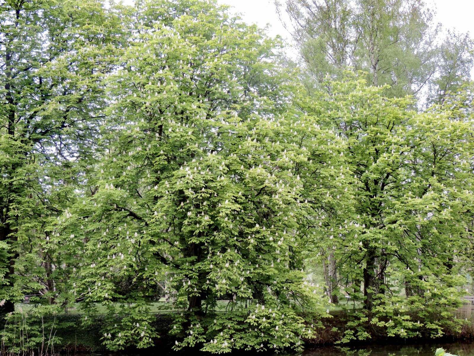 Nikon Coolpix P520 sample photo. Chestnut tree, chestnut, chestnut photography