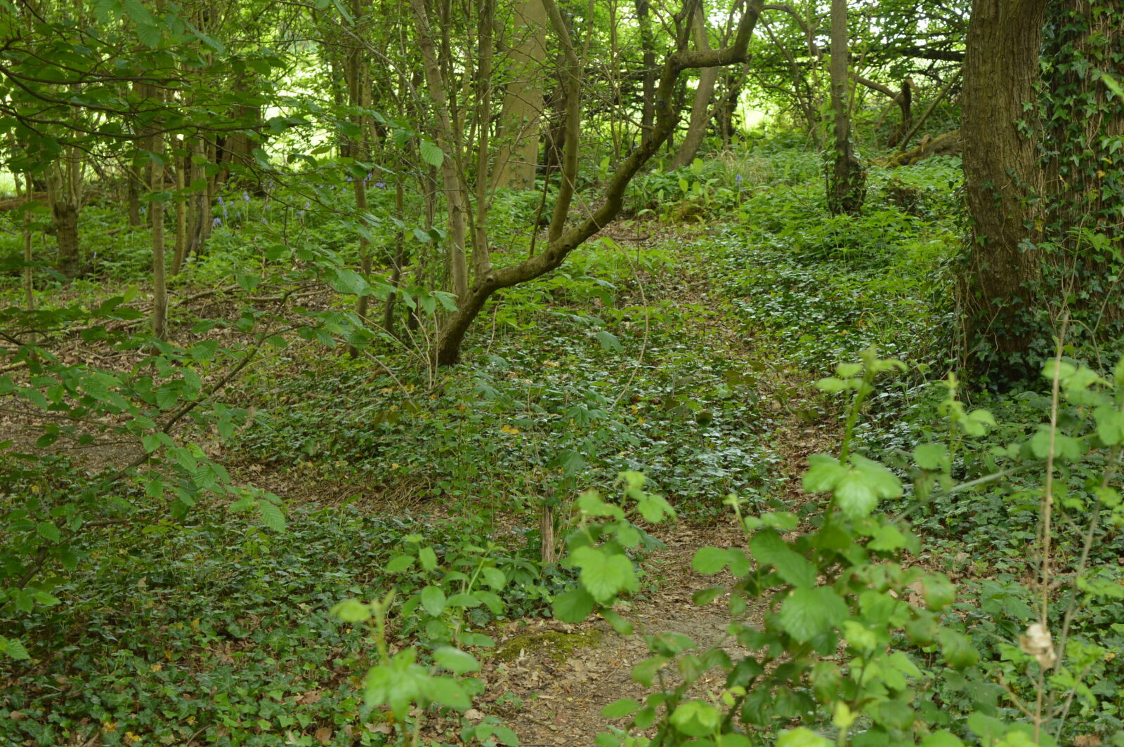 Nikon D3200 sample photo