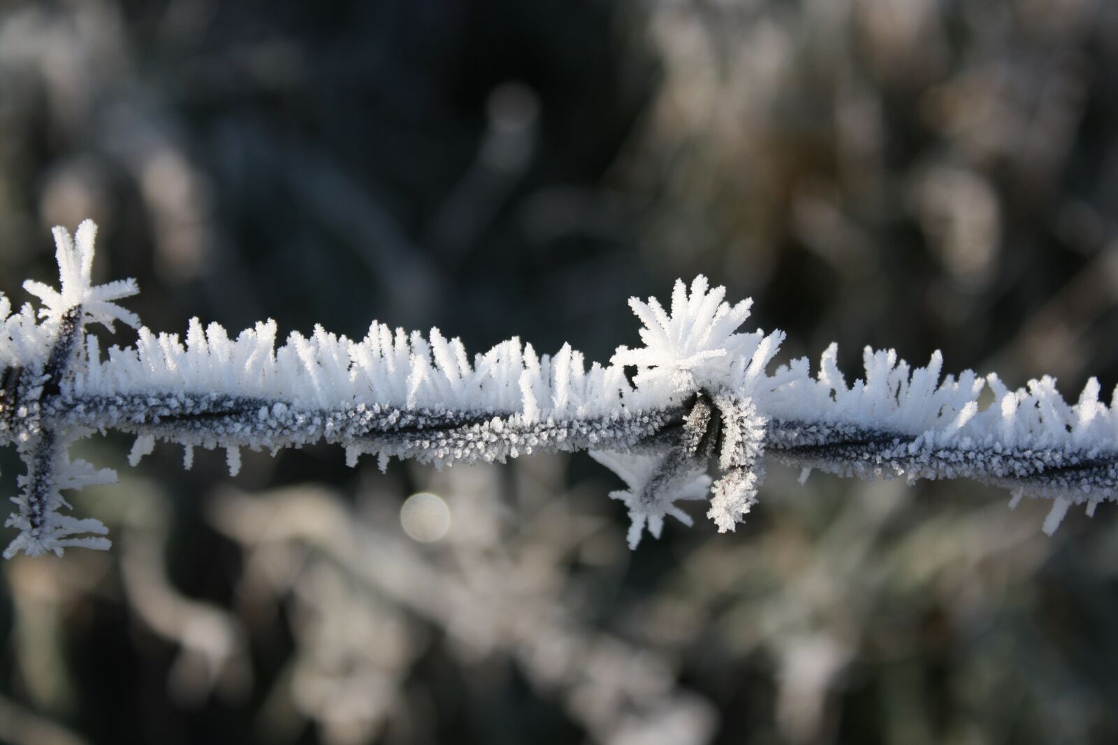 Canon EOS 1000D (EOS Digital Rebel XS / EOS Kiss F) sample photo. Frost, frozen barbed wire photography
