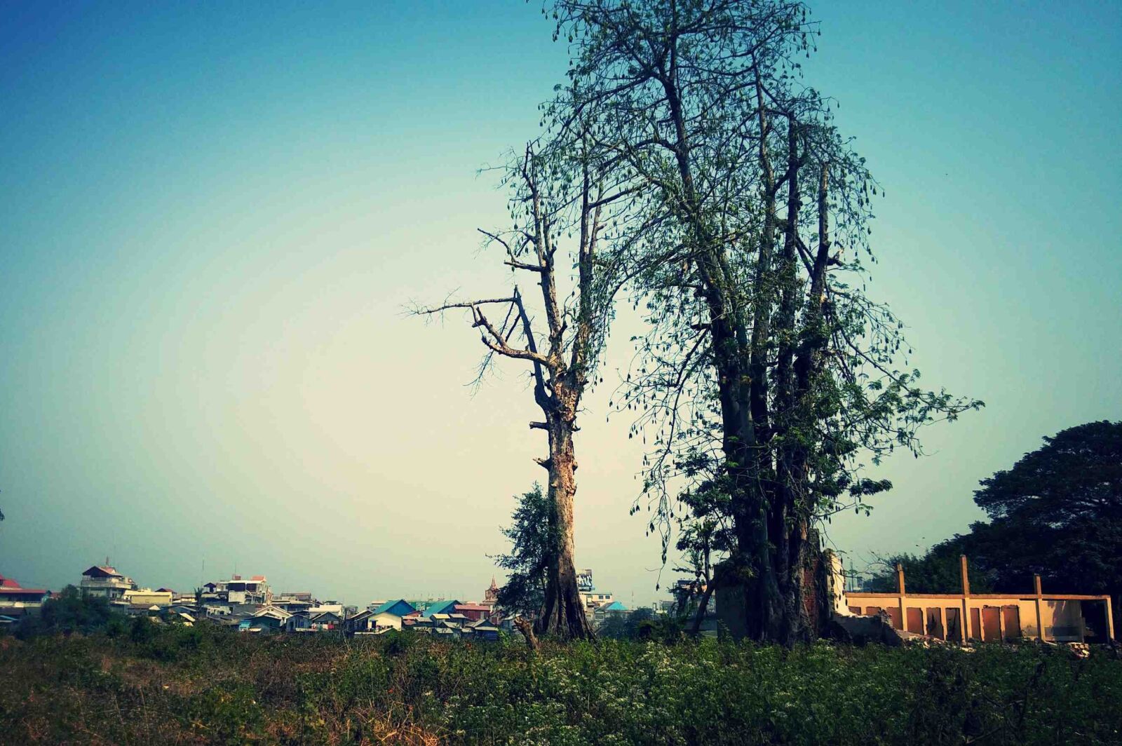 Nikon D3200 sample photo. Ancient tree, blue clouds photography