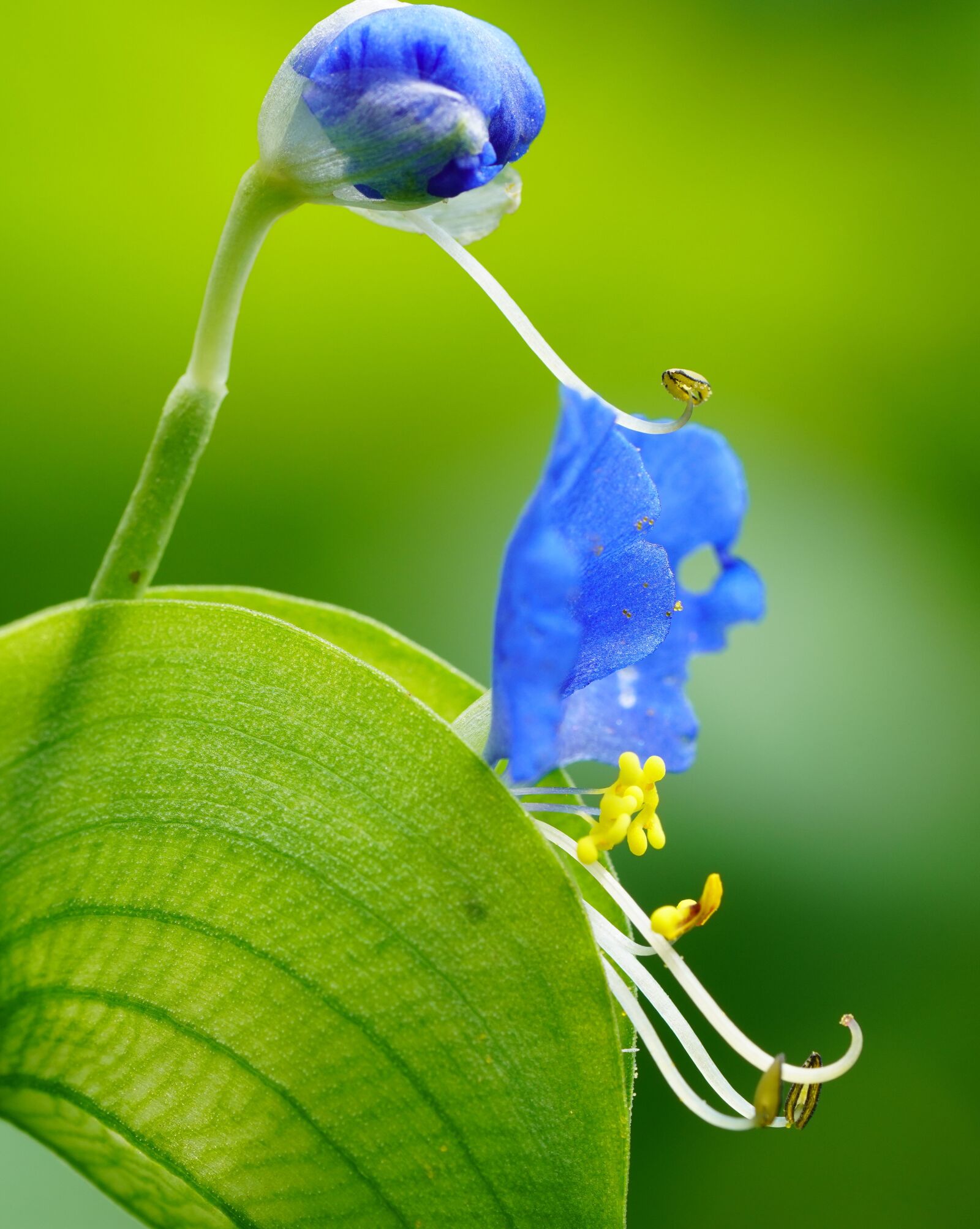 Sony a7R III + Sony FE 90mm F2.8 Macro G OSS sample photo. Wildflower, wild, flower photography