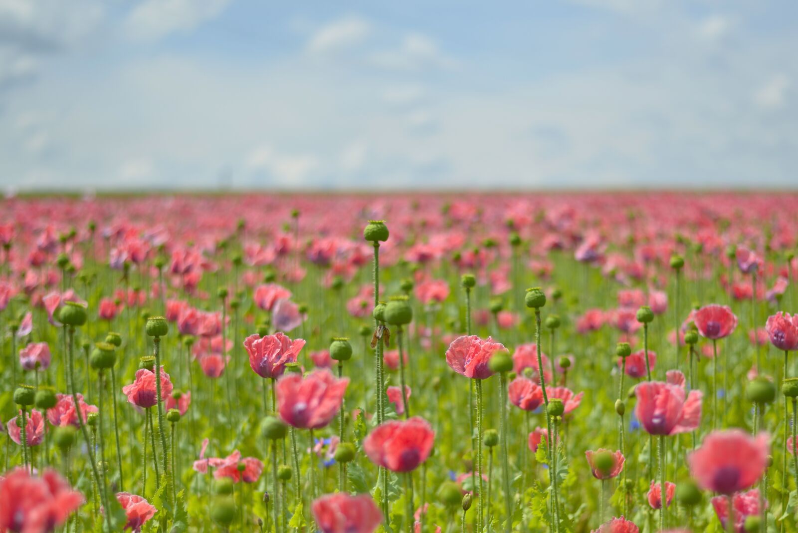 Nikon D800 sample photo. Poppy, field of poppies photography