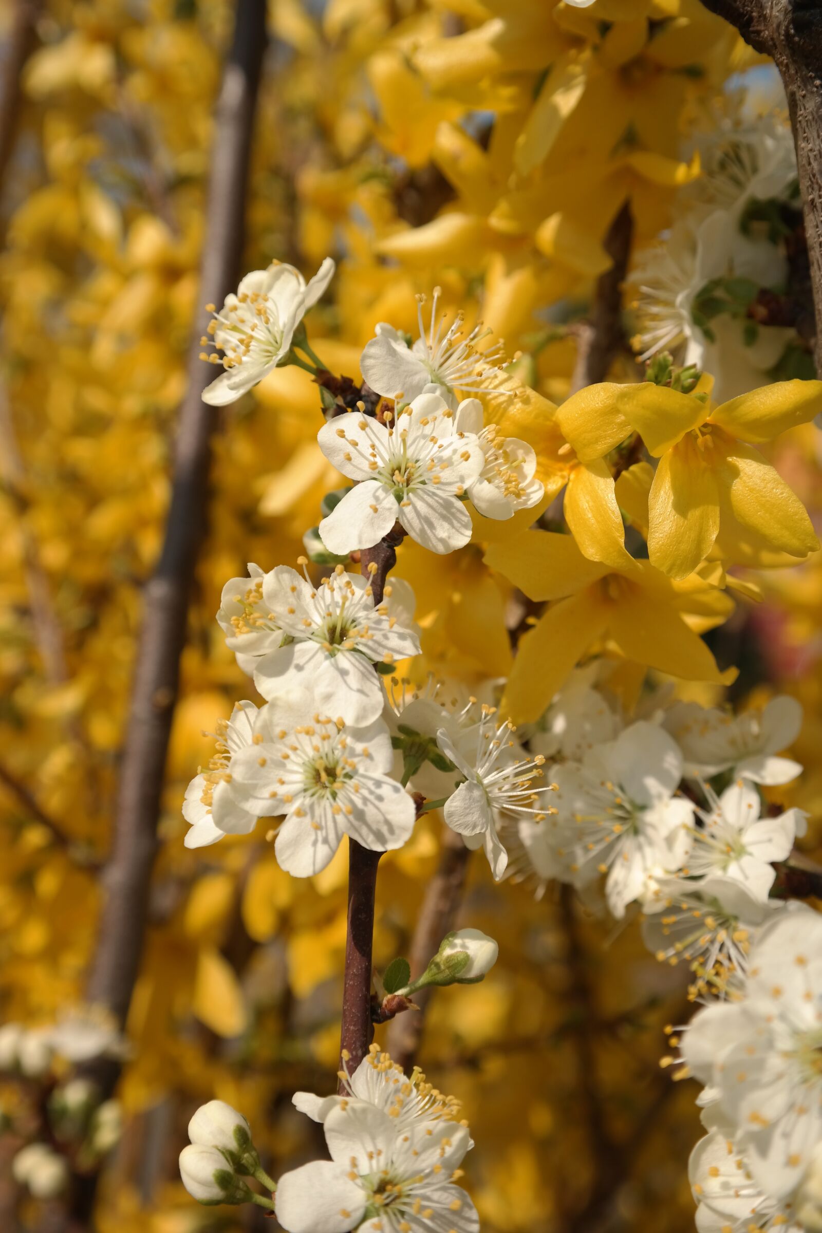 Samsung NX300 sample photo. Spring, flowers, blossom photography