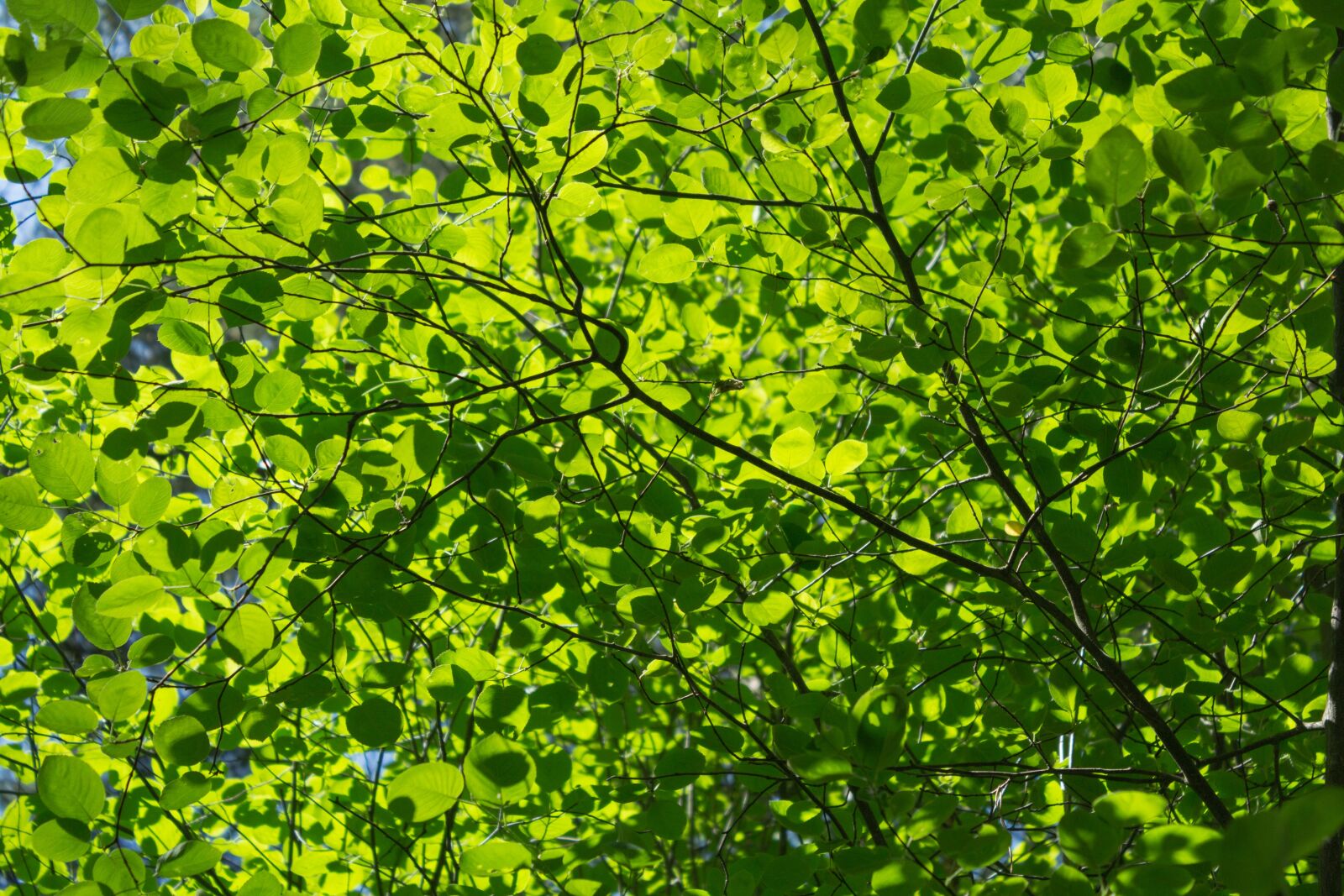 Canon EOS 600D (Rebel EOS T3i / EOS Kiss X5) sample photo. Sheet, plant, nature photography